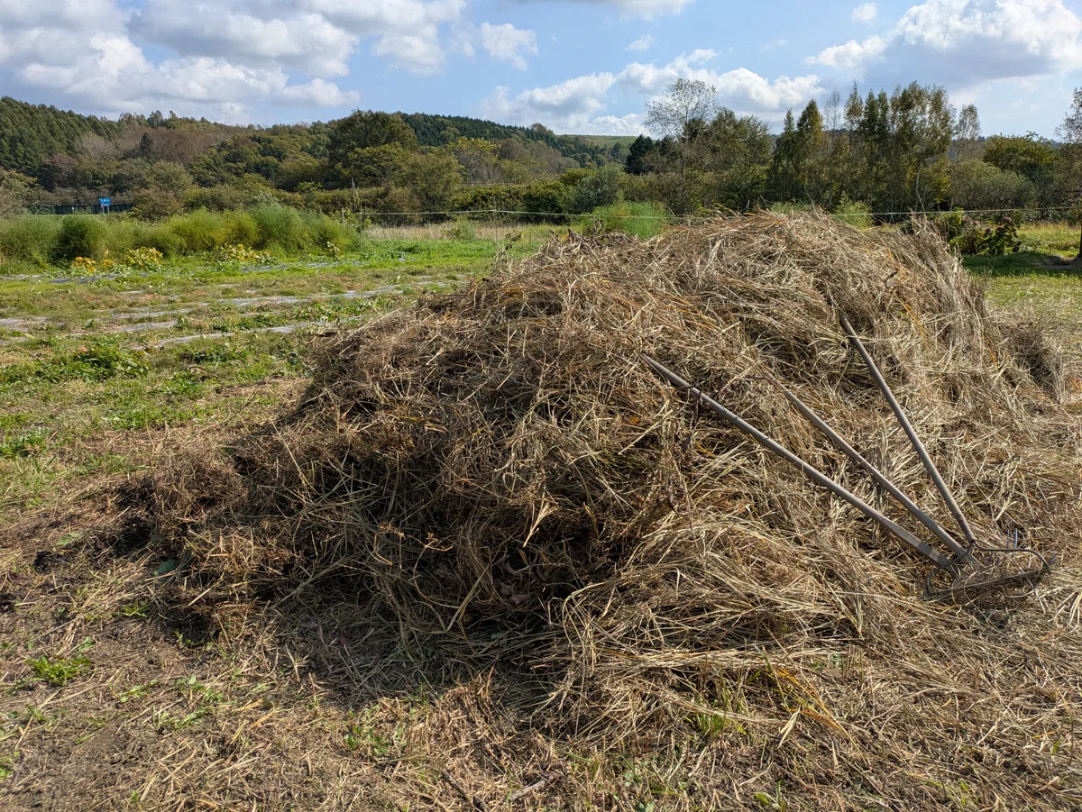 枯れ草の山とニンニクの芽とetc…｜Sassan