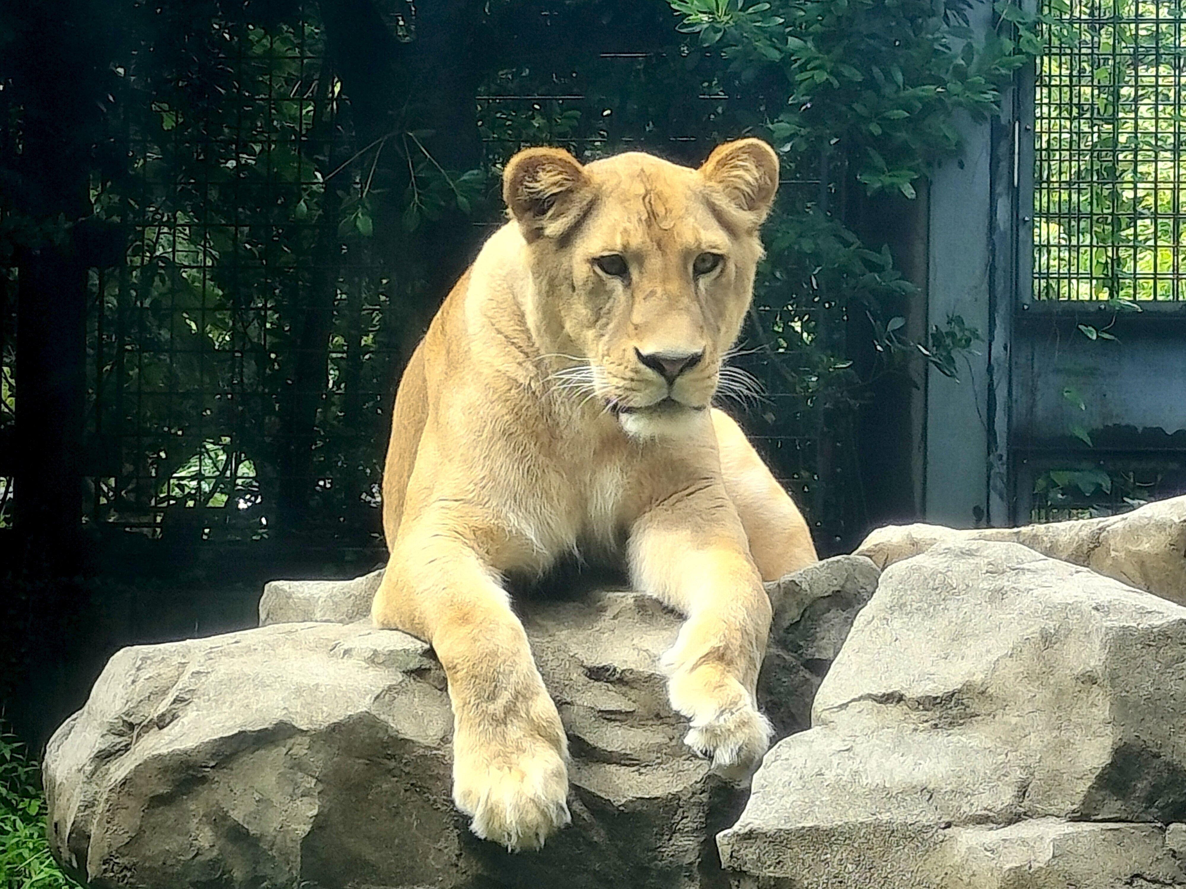 いしかわ動物園のライオンたち｜のぶう