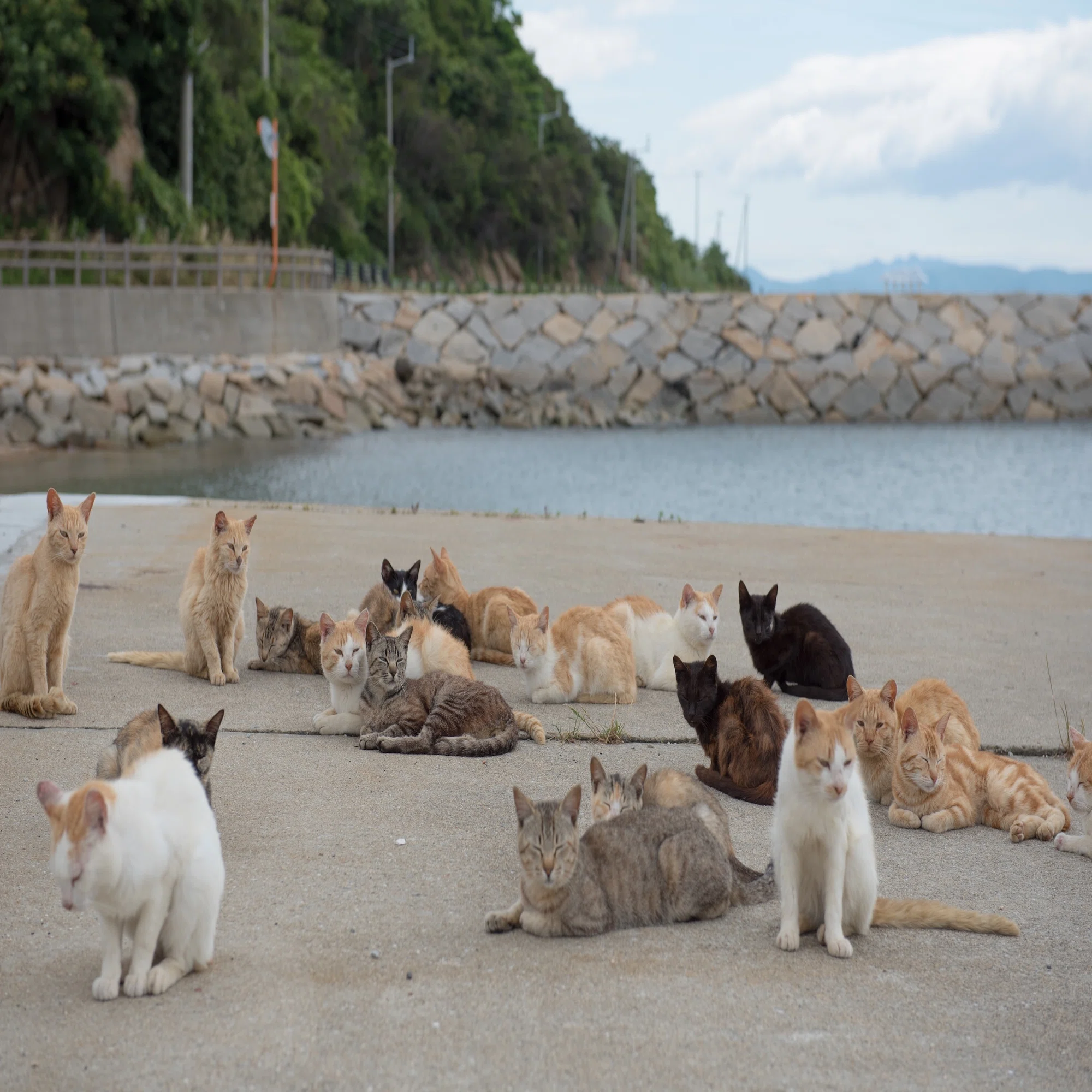 男 木島 猫