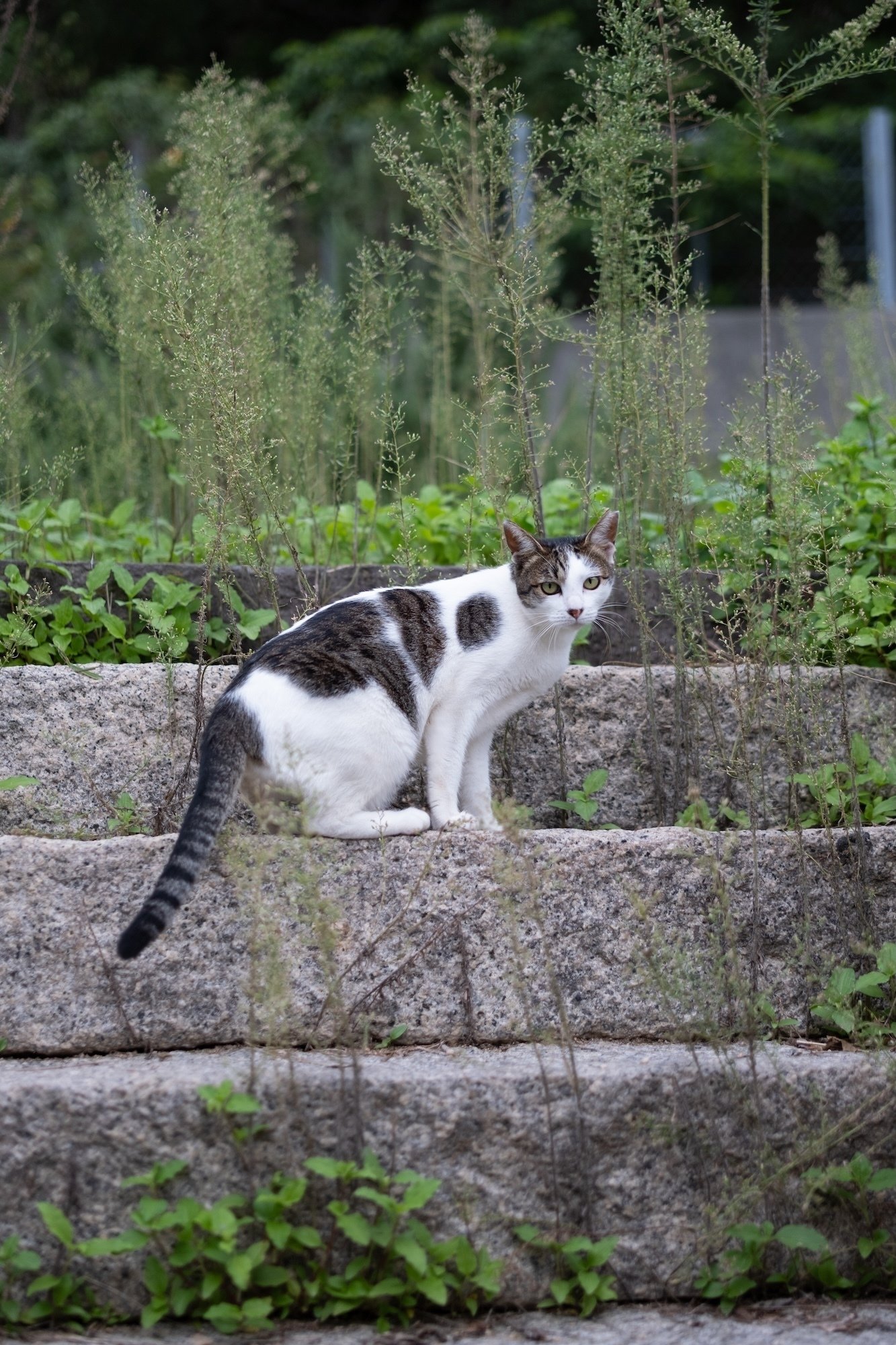 猫島ざっくり紹介「男木島」｜猫写真家 あおいとり
