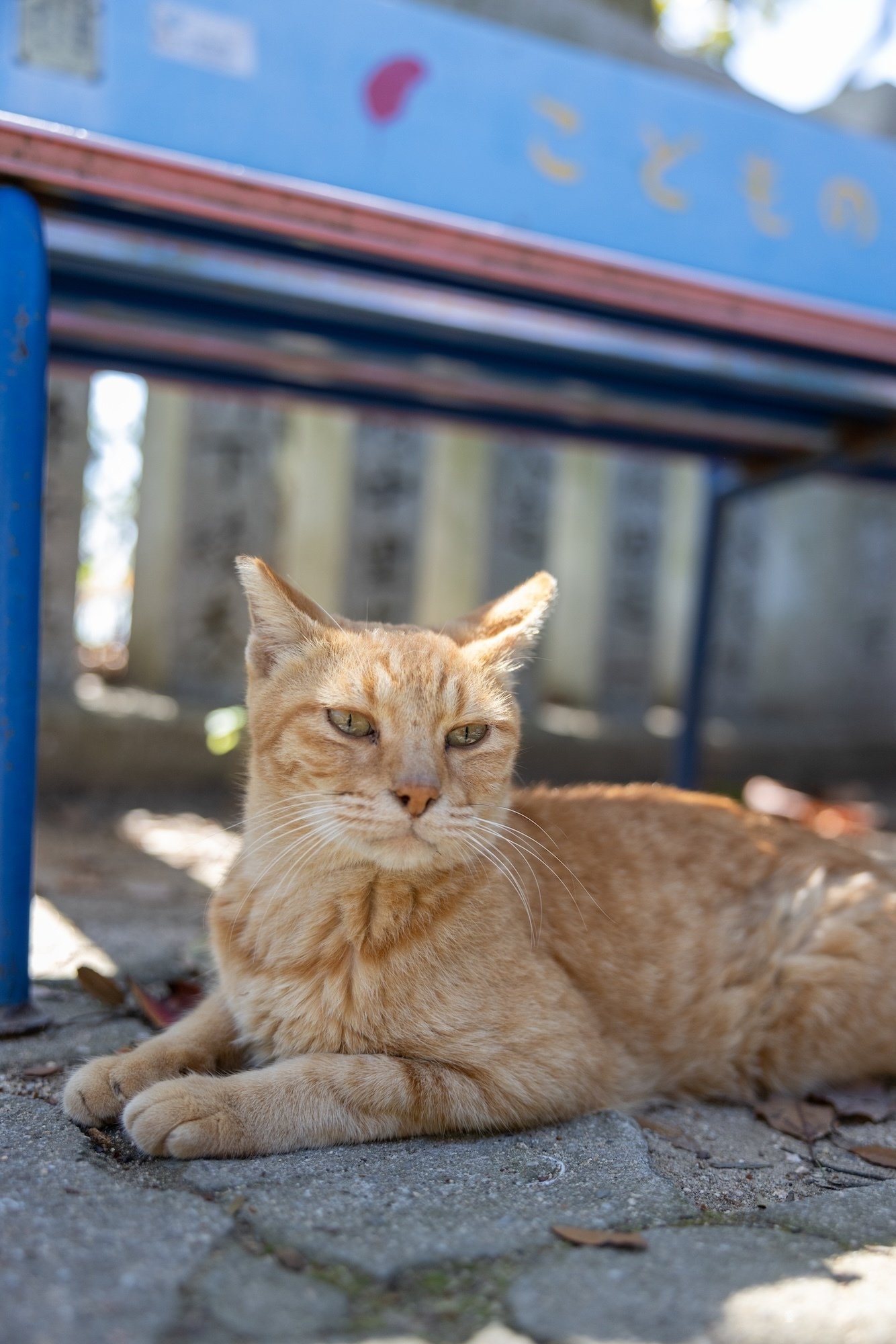 猫島ざっくり紹介「男木島」｜猫写真家 あおいとり