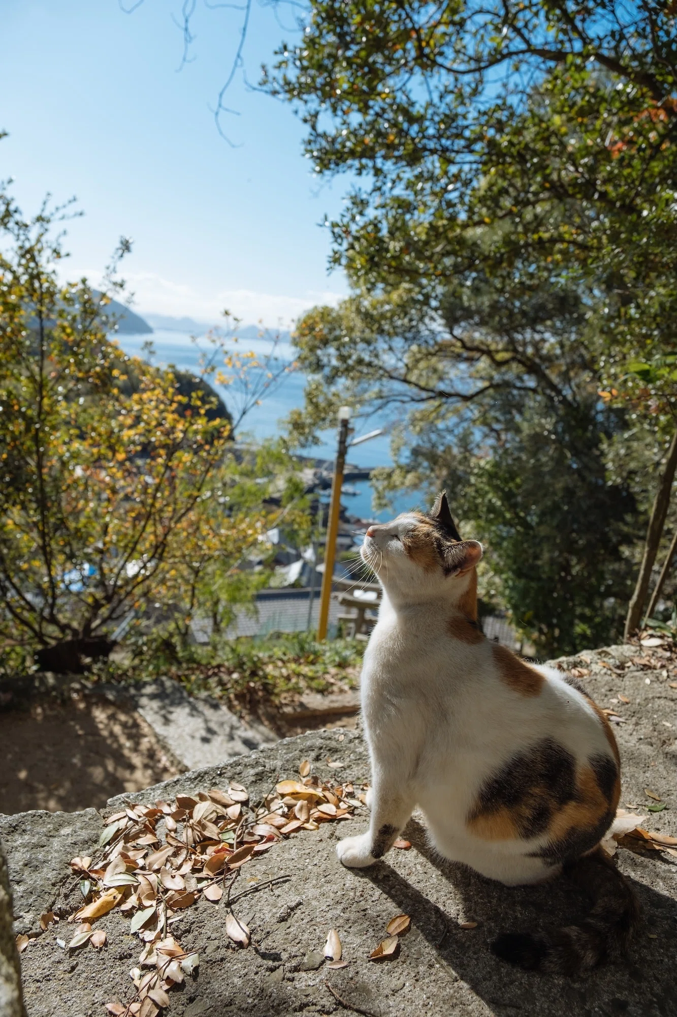 猫島ざっくり紹介「男木島」｜猫写真家 あおいとり