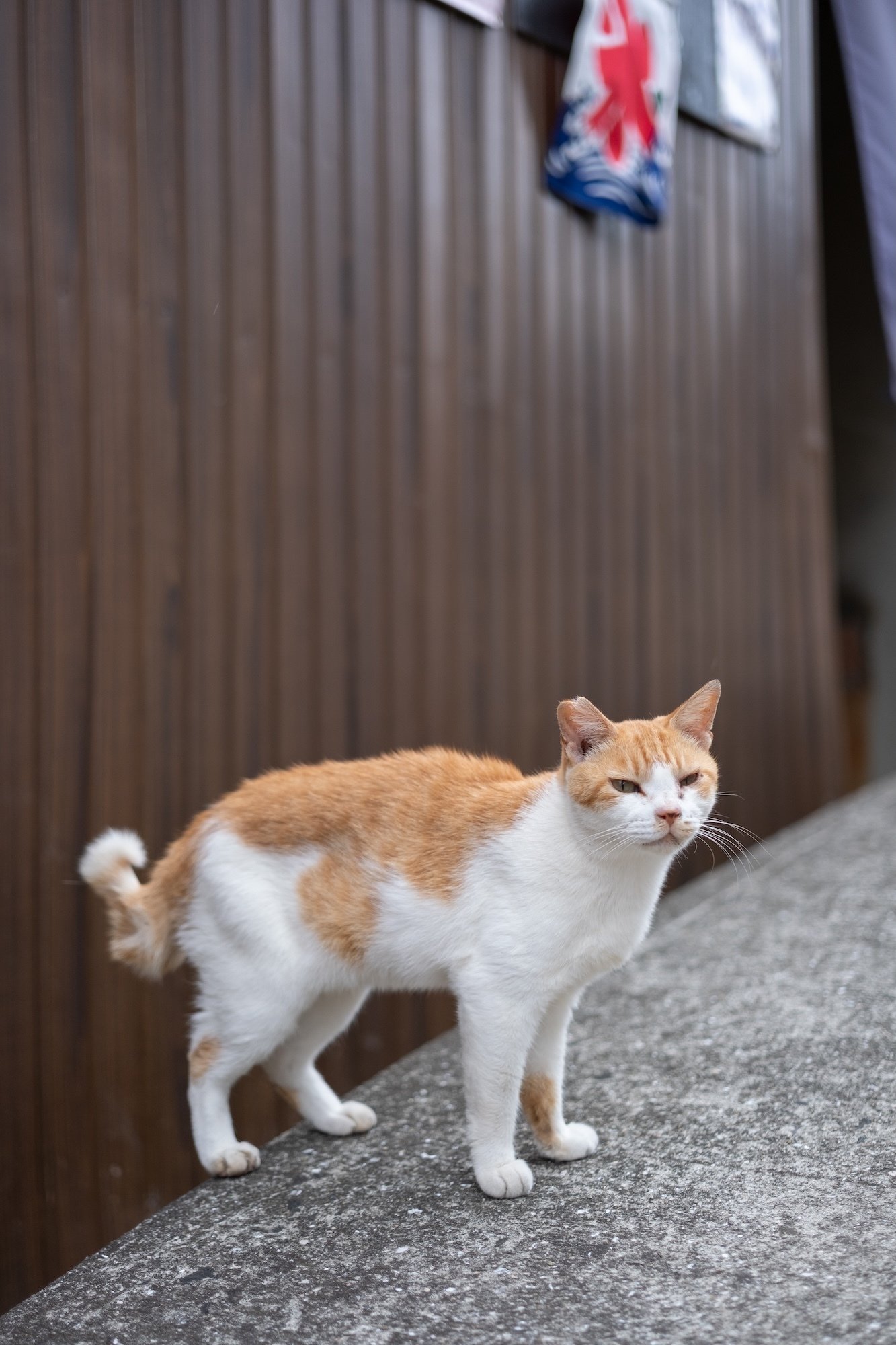 猫島ざっくり紹介「男木島」｜猫写真家 あおいとり