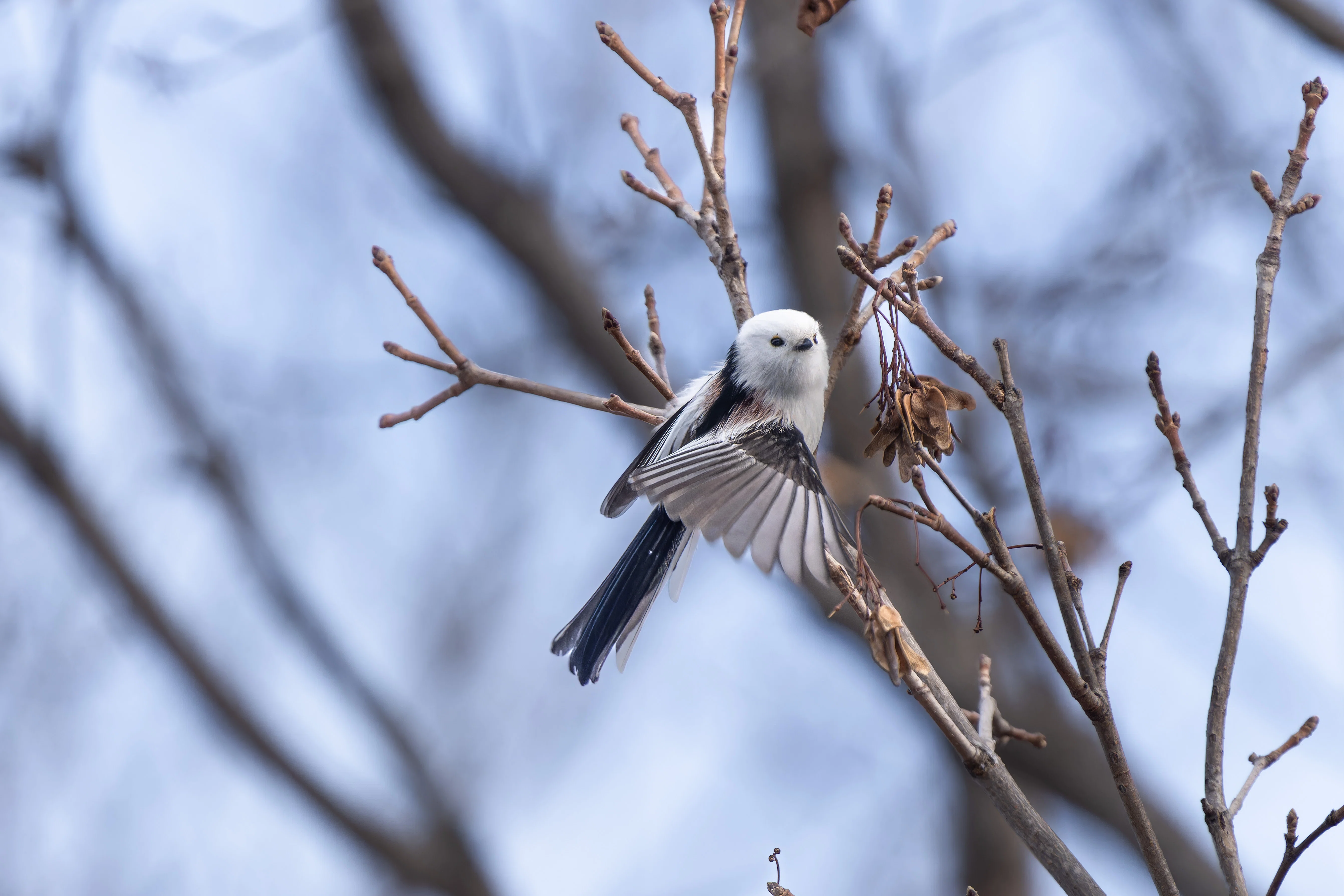 Silent Hunters 野鳥撮影は忍耐力 シマエナガを中心に始めた野鳥撮影