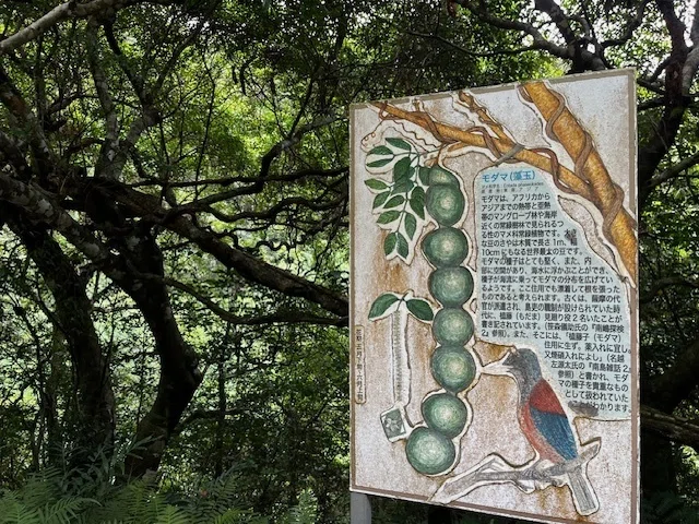 海を渡る豆、モダマ。奄美の森が育む物語｜しぽり犬🐶（ｼﾎﾟﾘｰﾇ）
