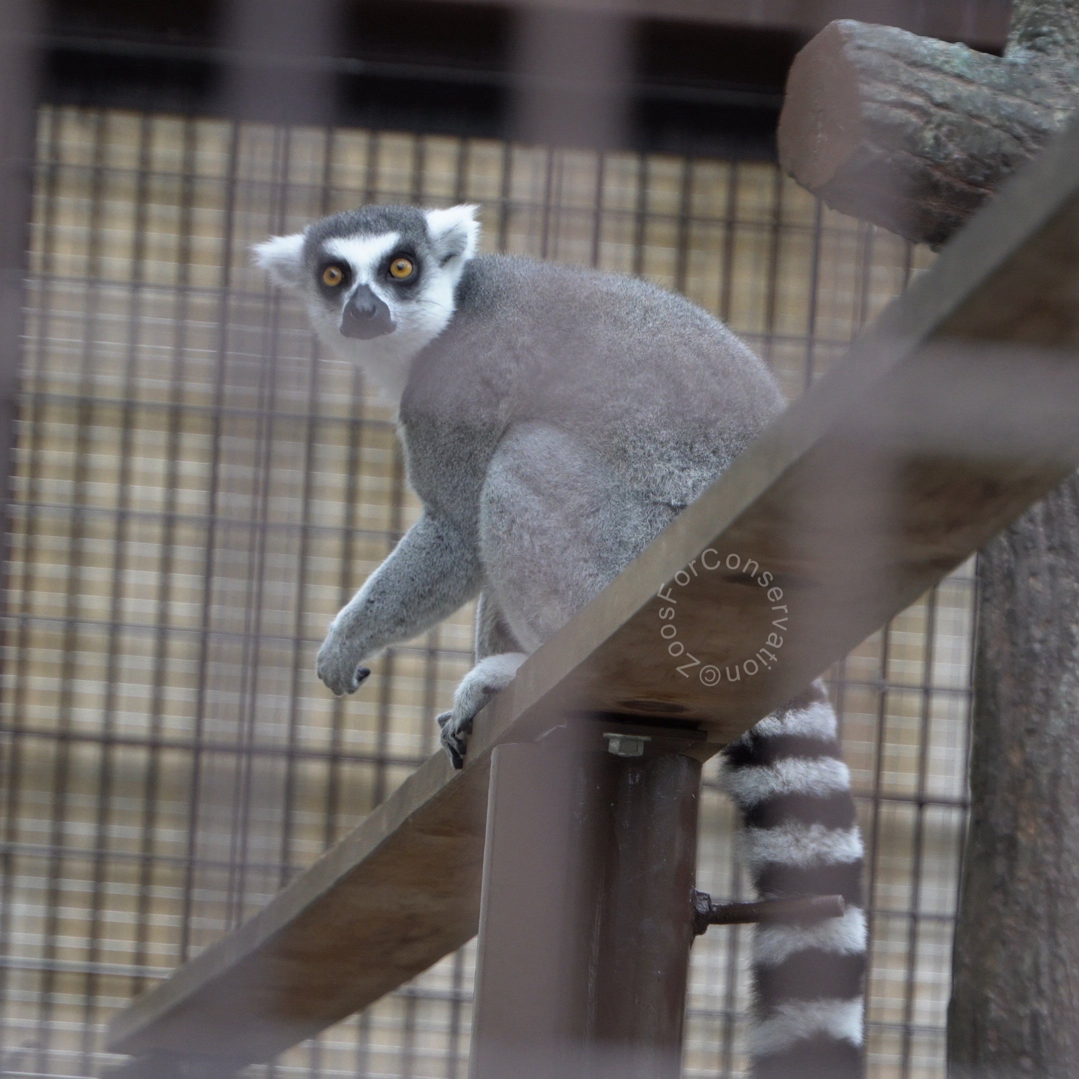 世界のどうぶつ 3—ナルディーニの動物シリーズ ヨーロッパ Yahoo!オークション - C＜ナルディーニの動物シリーズ 全5巻