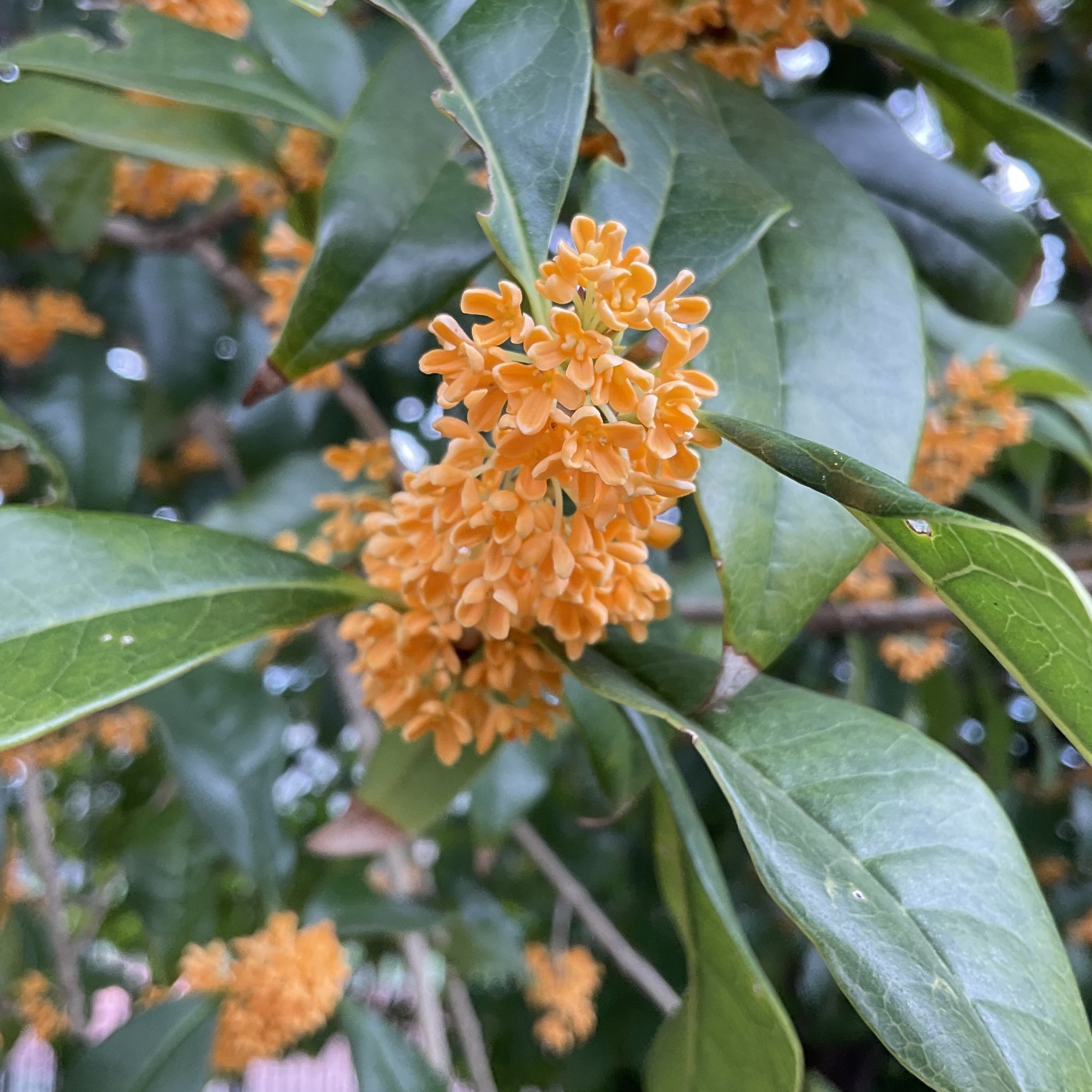金木犀の咲く道を・・・｜松島芳隆（東京農業大学・農芸化学科／ほんま