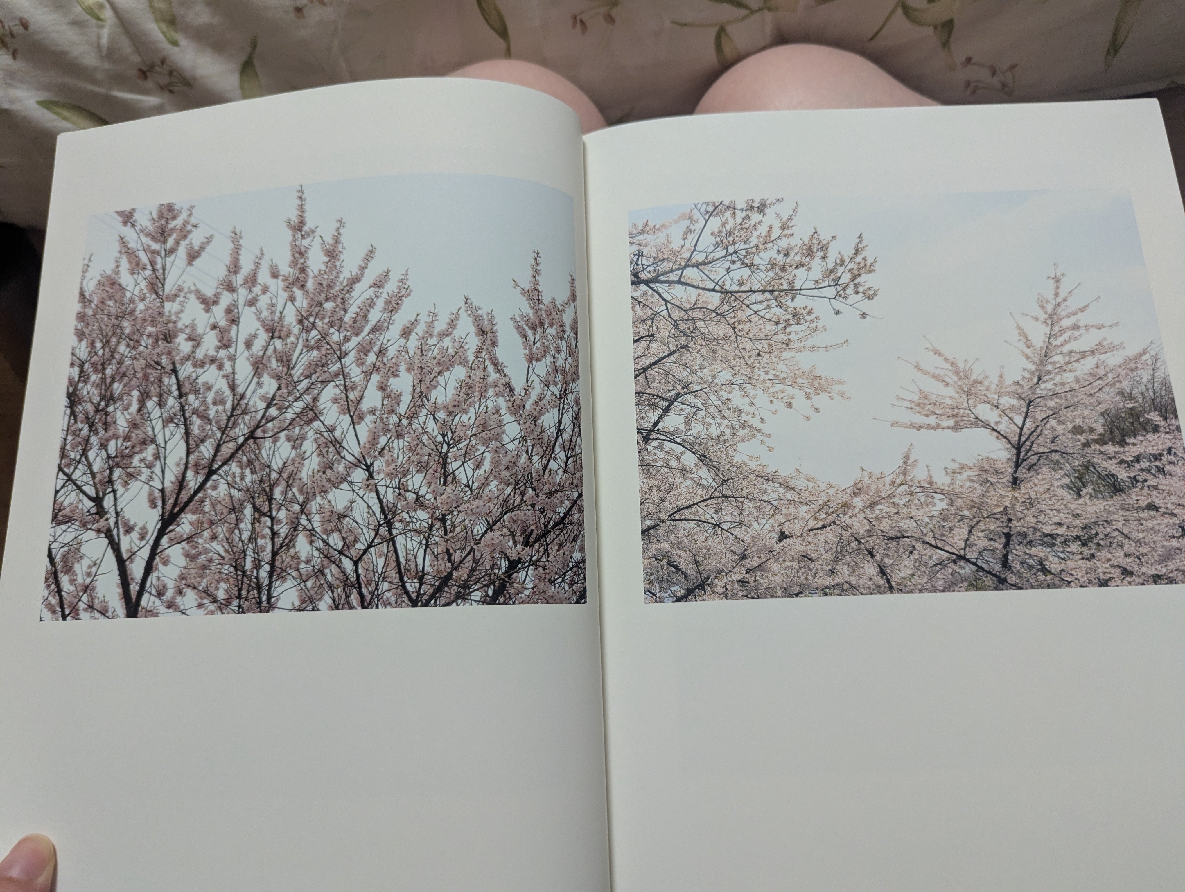 最近買ったおすすめ写真集12選｜iroha