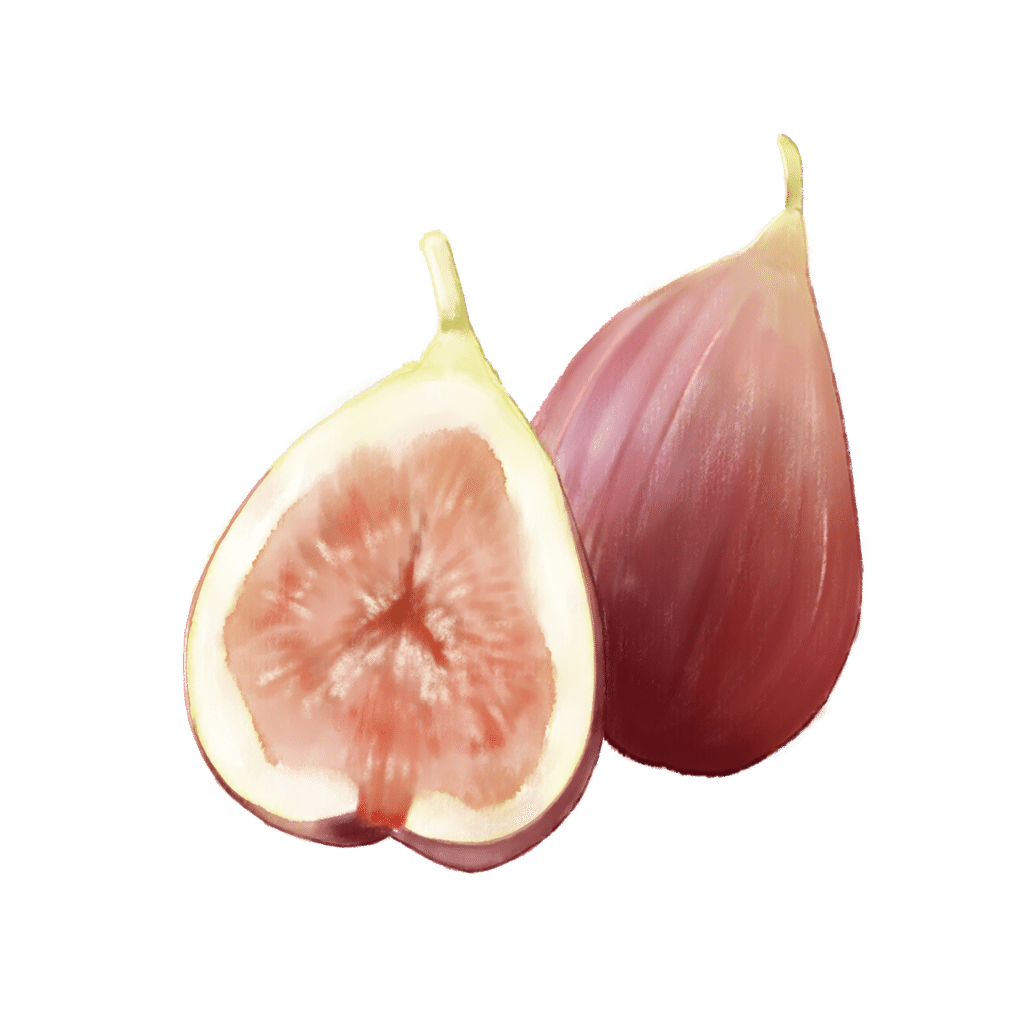 今日のフリーイラスト【いちじく】｜【社会実験中】人と自然が再接続