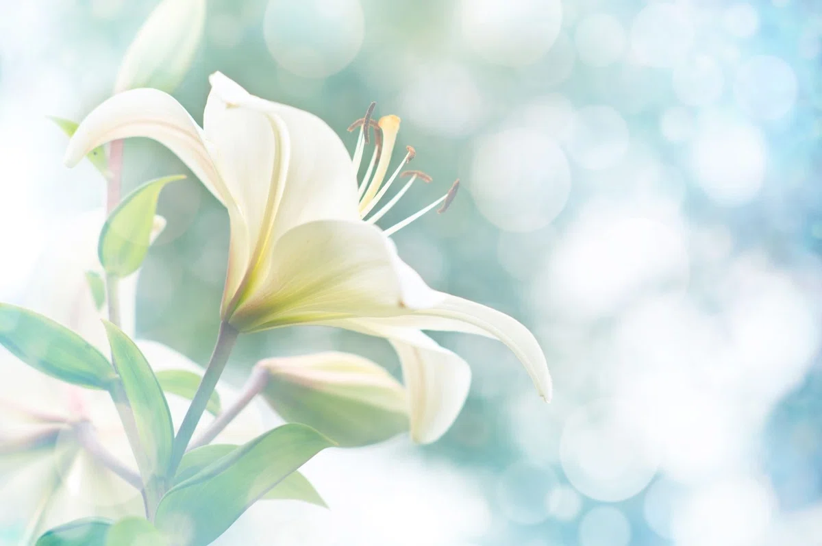 A Journey to Reclaim My Heart [Part 3] My Father's Death and the ...