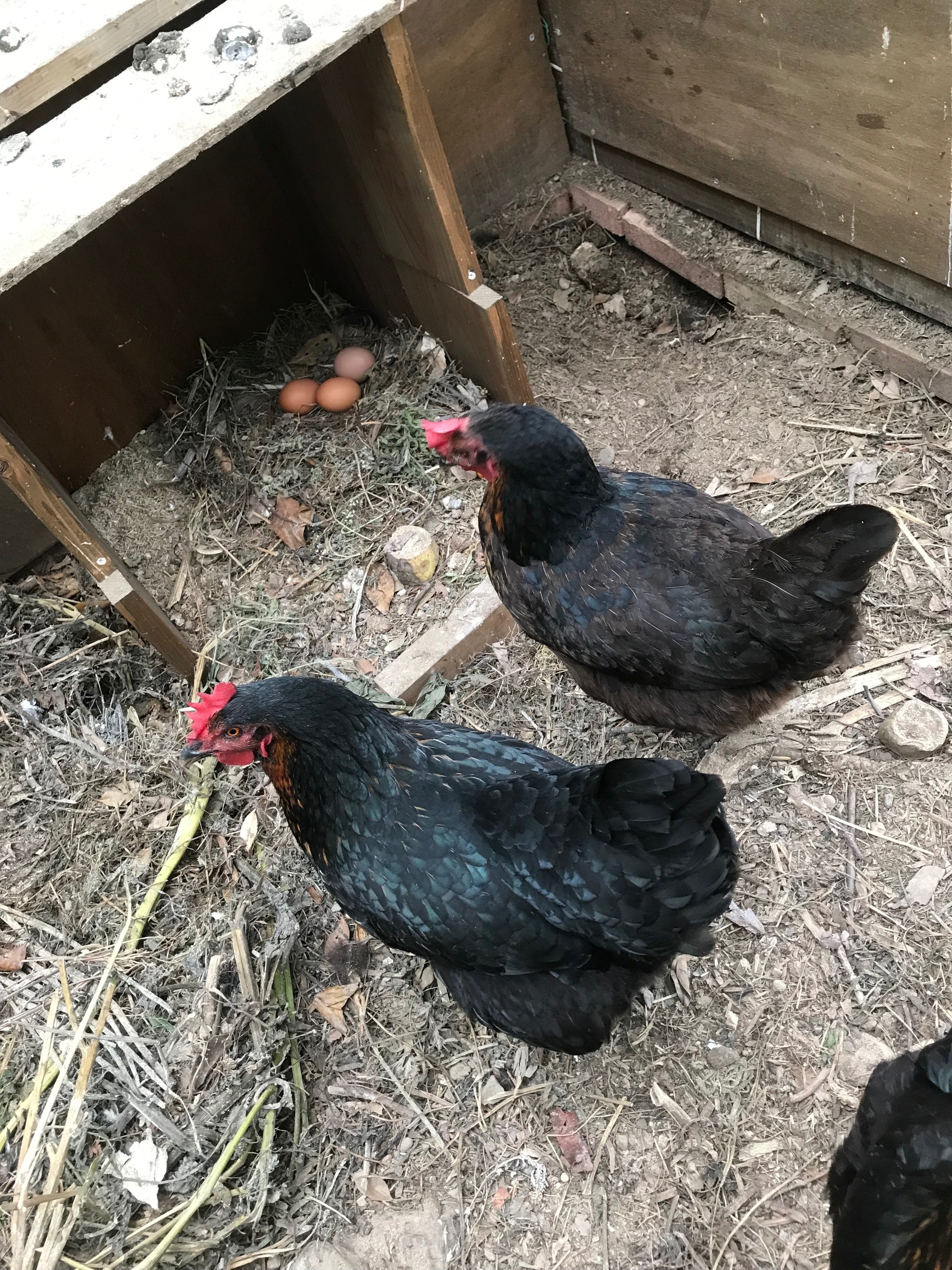 丁寧な暮らしの実践②】最強エコ生物、鶏のいる暮らしの紹介｜自分を