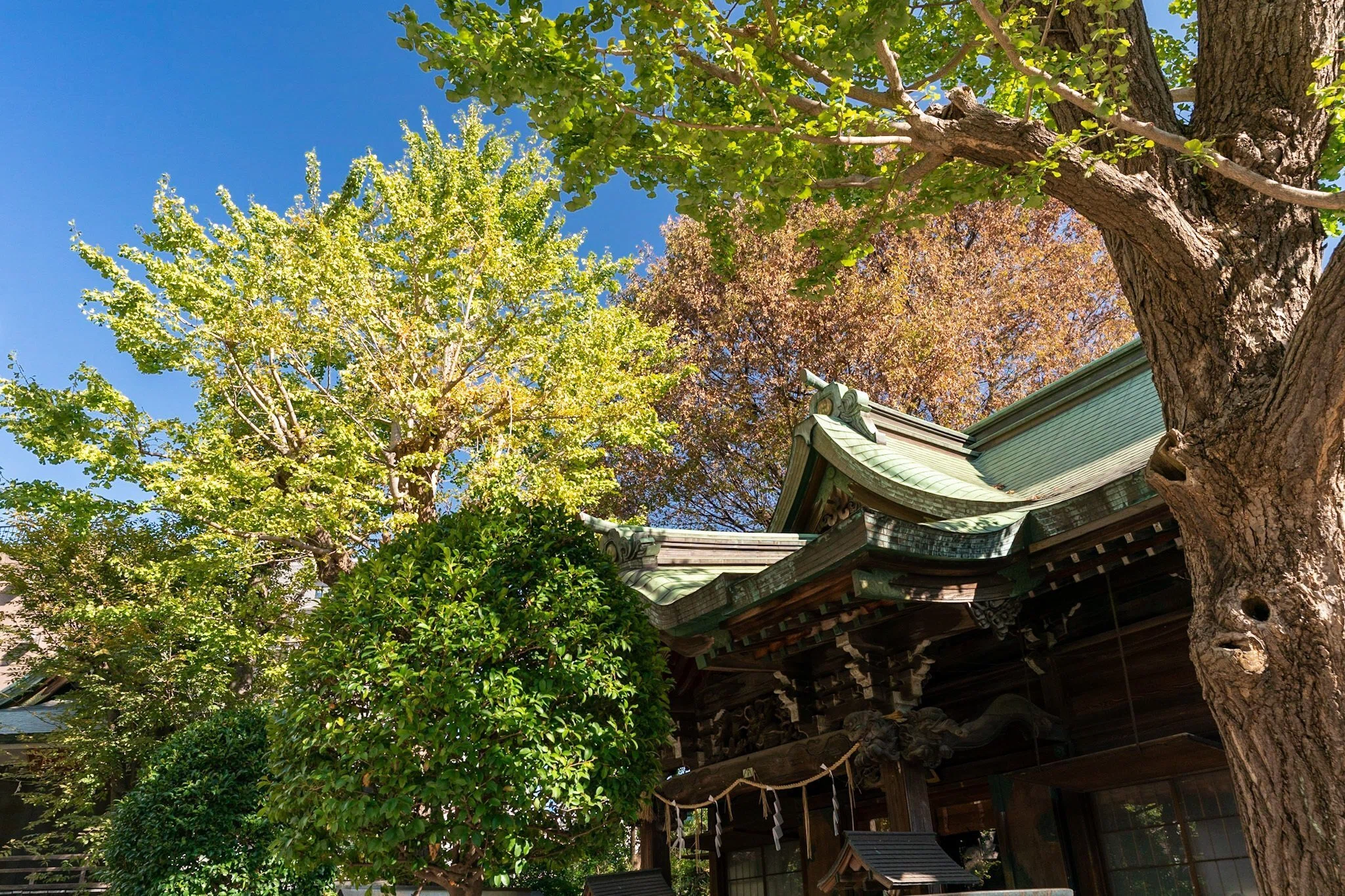 水引」「しめ縄」「結納」ご縁や心をつなぐ ”むすび”｜小野照崎神社