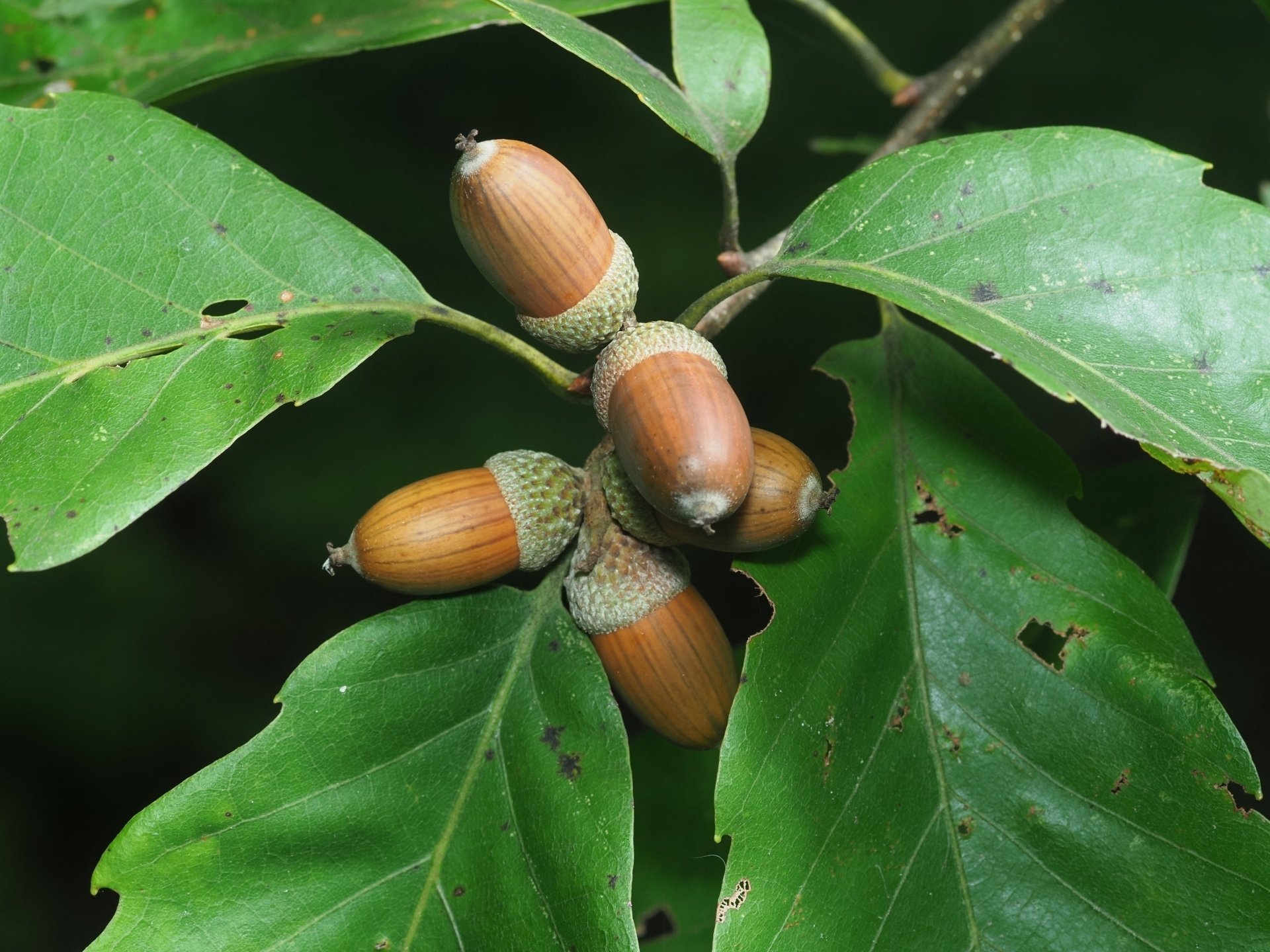 どんぐり 9784811321981-thumb-200xauto-