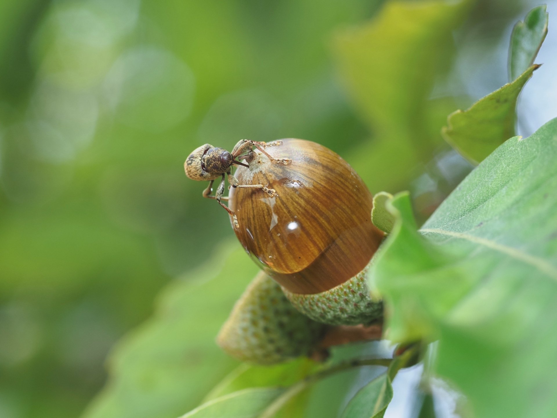 どんぐりに穴を穿つ者｜大塚敏之｜星野リゾート