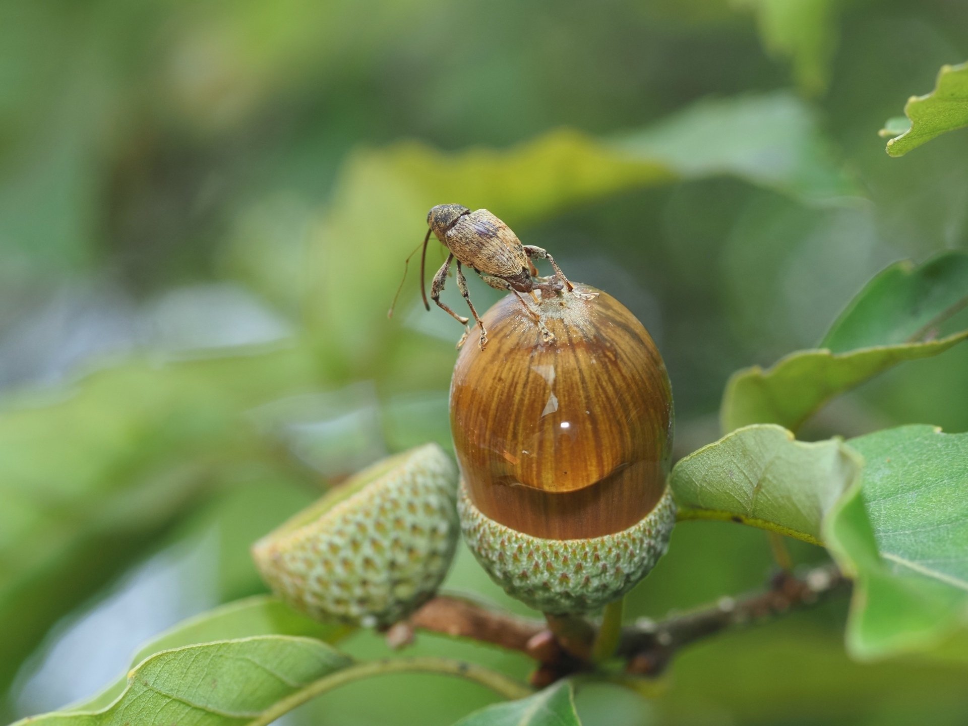 どんぐり 368 どんぐり ドングリ 70個 その他素材 みどいた 通販 12587231