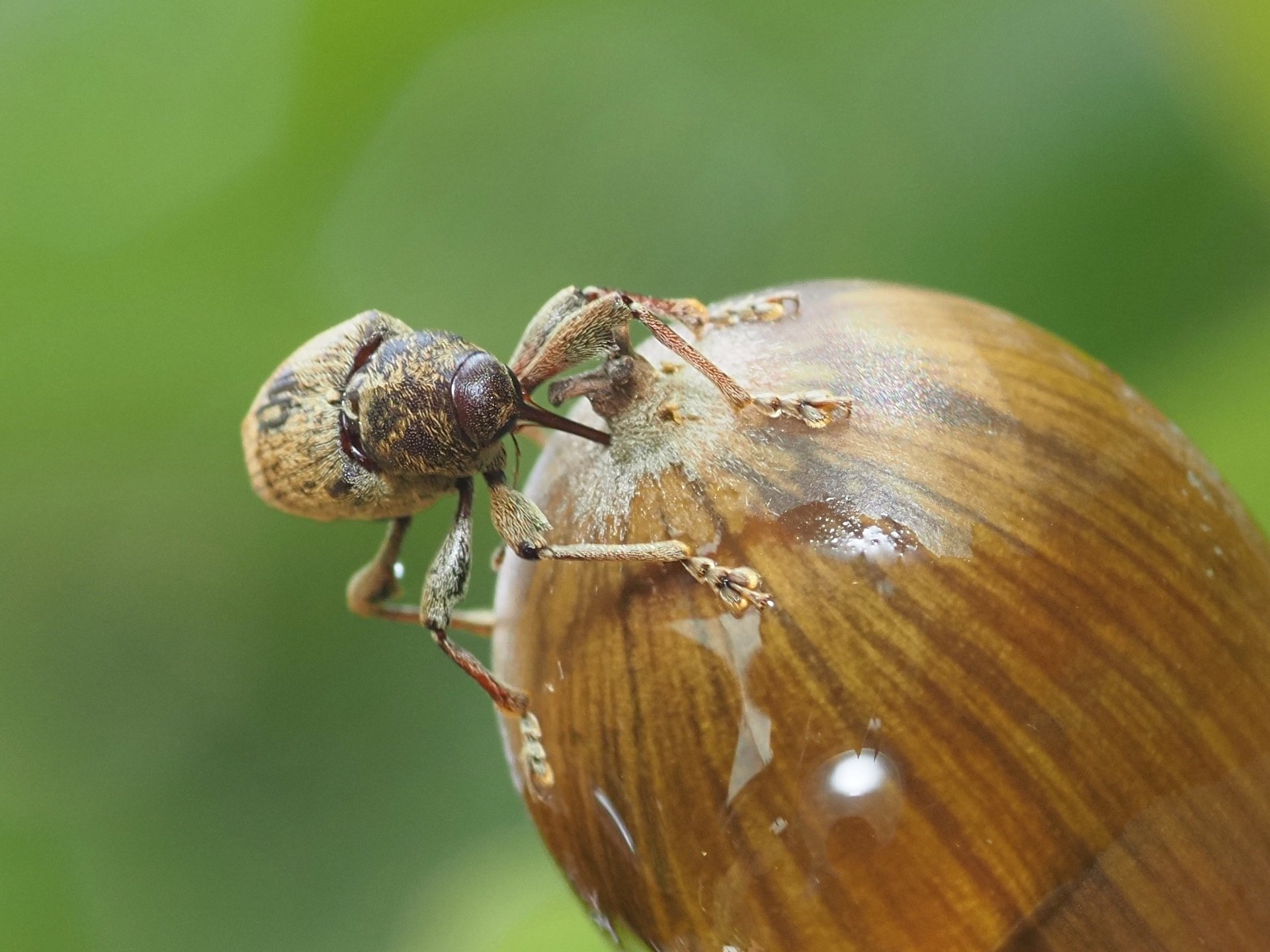 どんぐりに穴を穿つ者｜大塚敏之｜星野リゾート