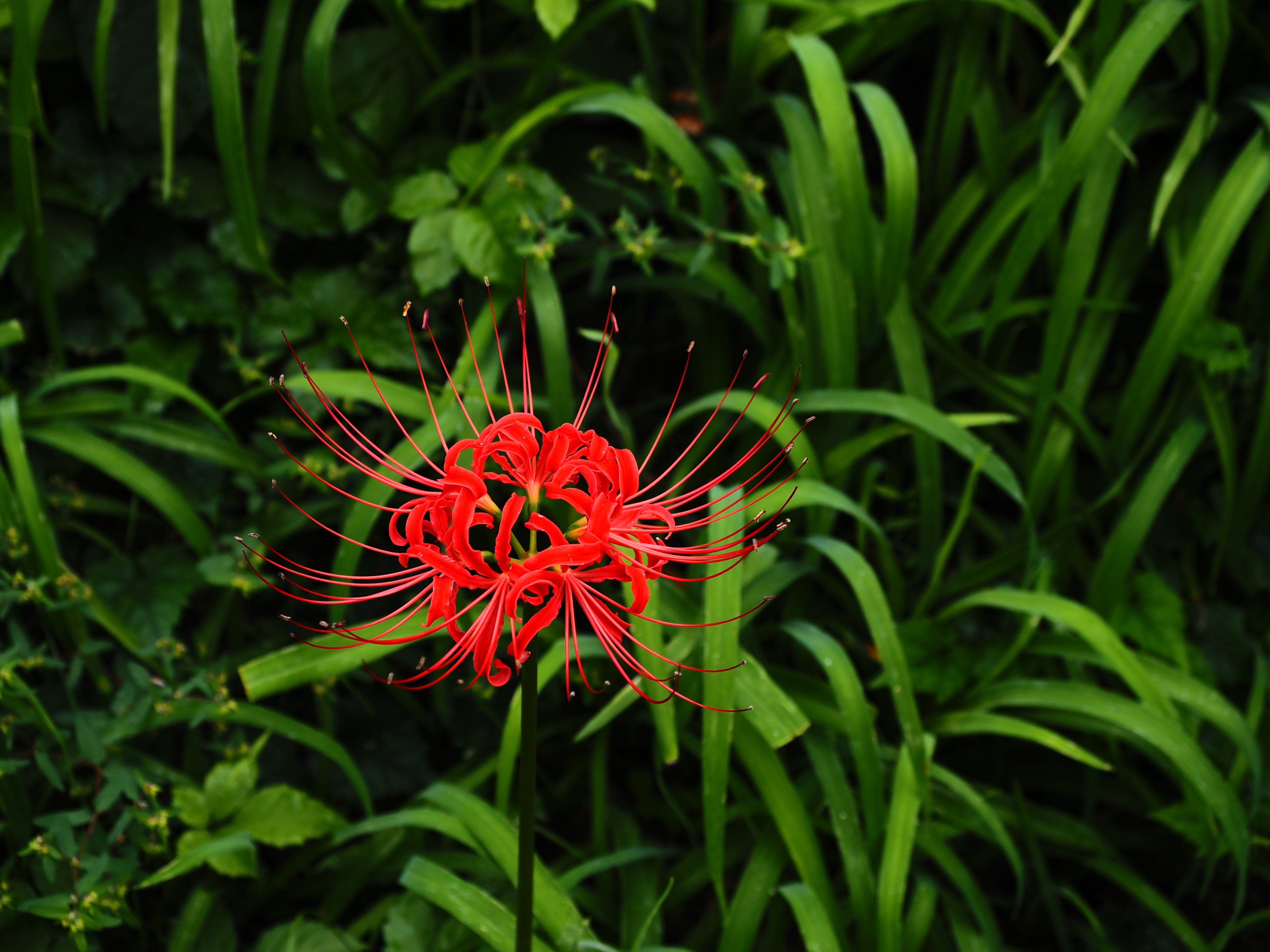 高尾歳時記 2025年10月5日｜悠星 Yusei