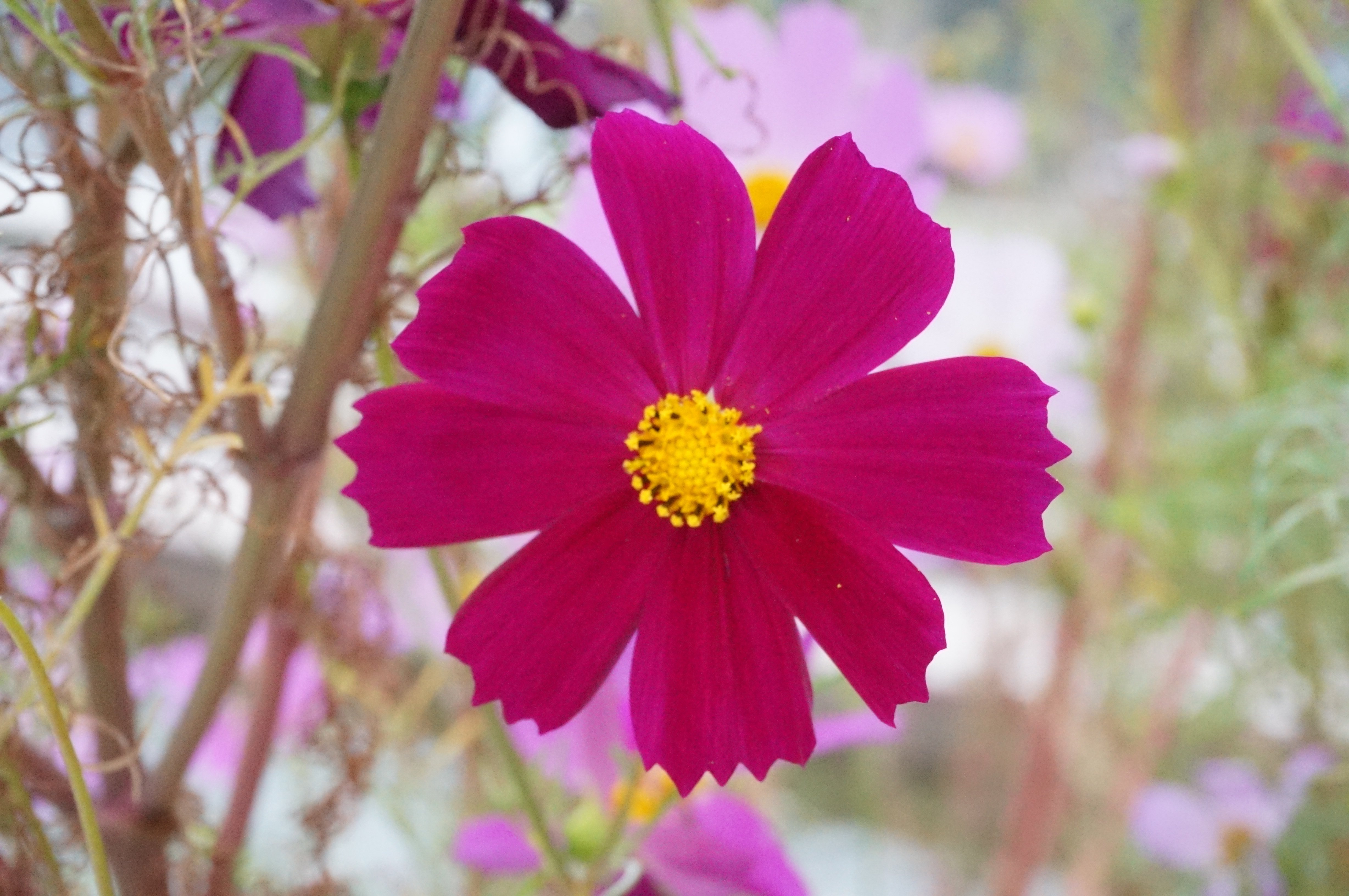 Cosmos｜MITSUDA Tetsuo