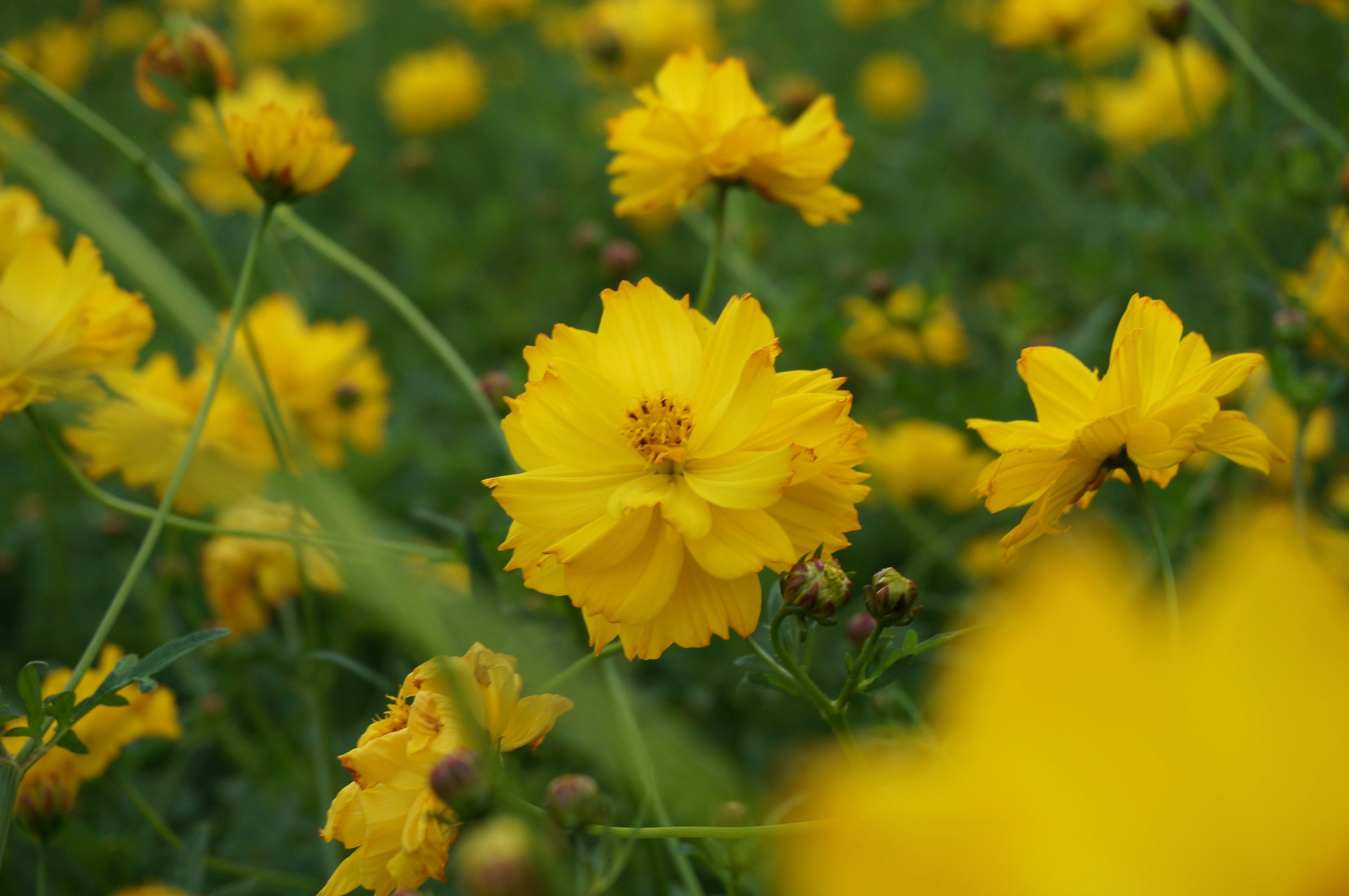 Cosmos｜MITSUDA Tetsuo