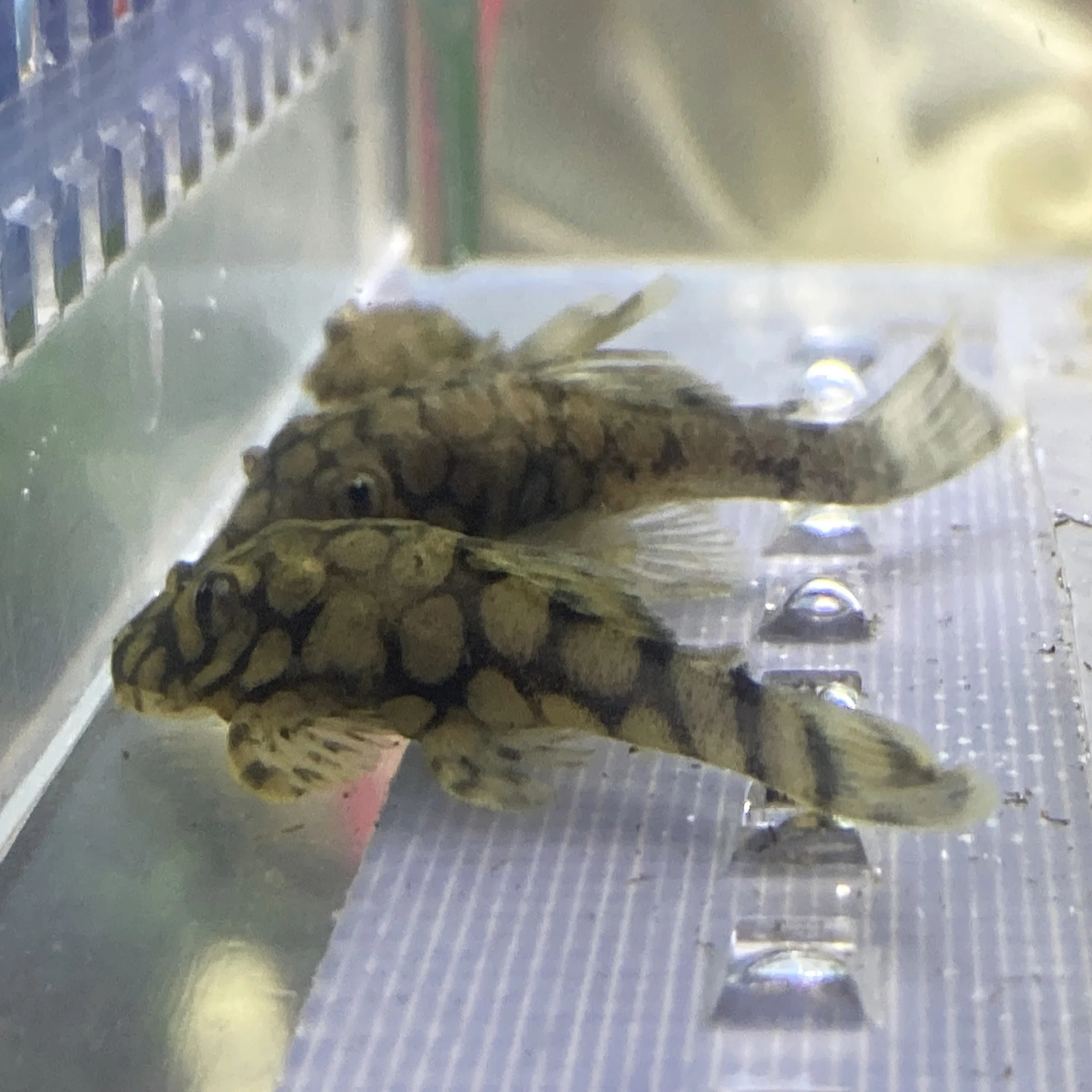 インペリアルゼブラプレコを初めて飼育・繁殖させようとする方へ 