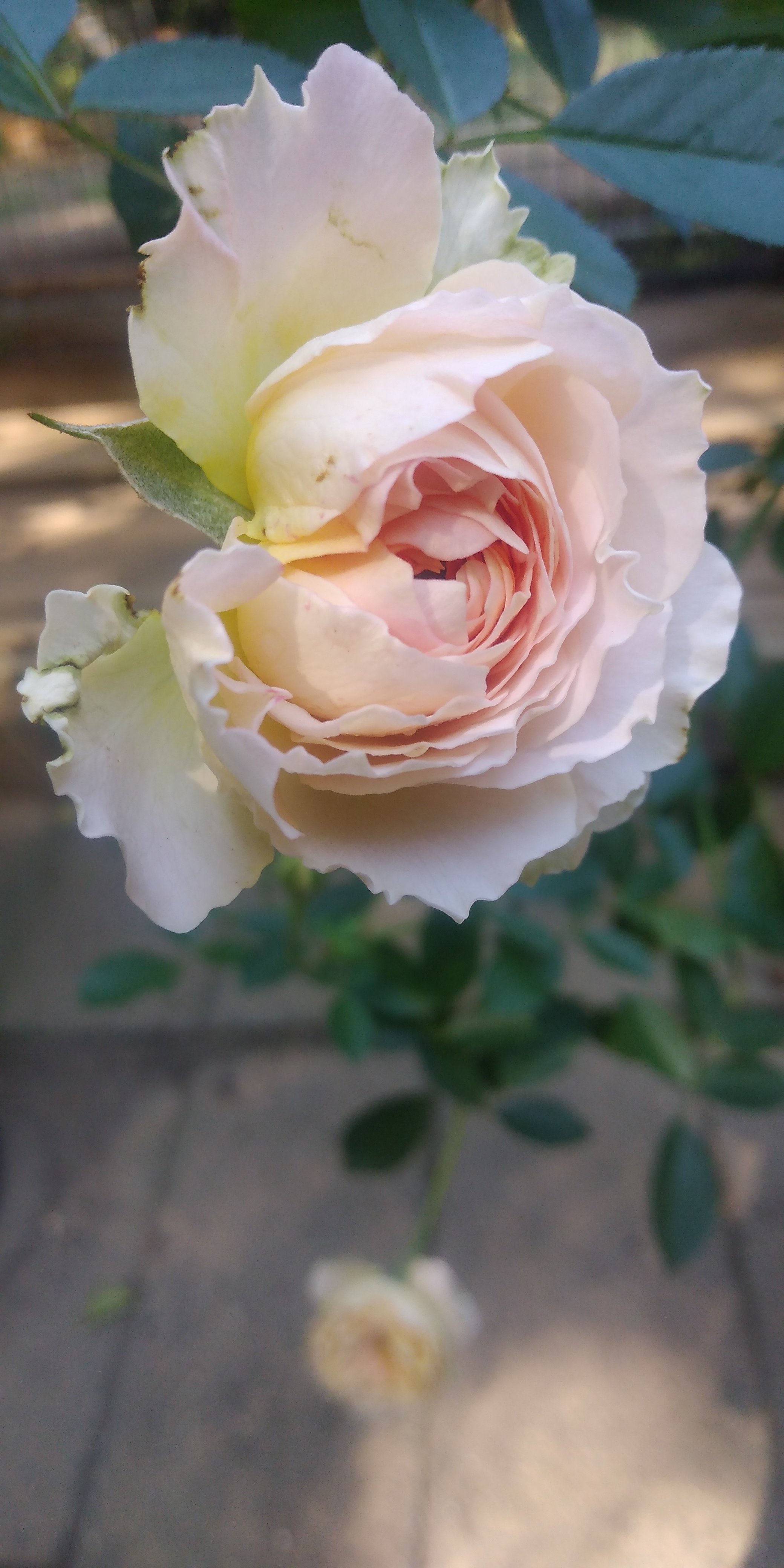 秋薔薇　ページ 秋バラ part1｜fées