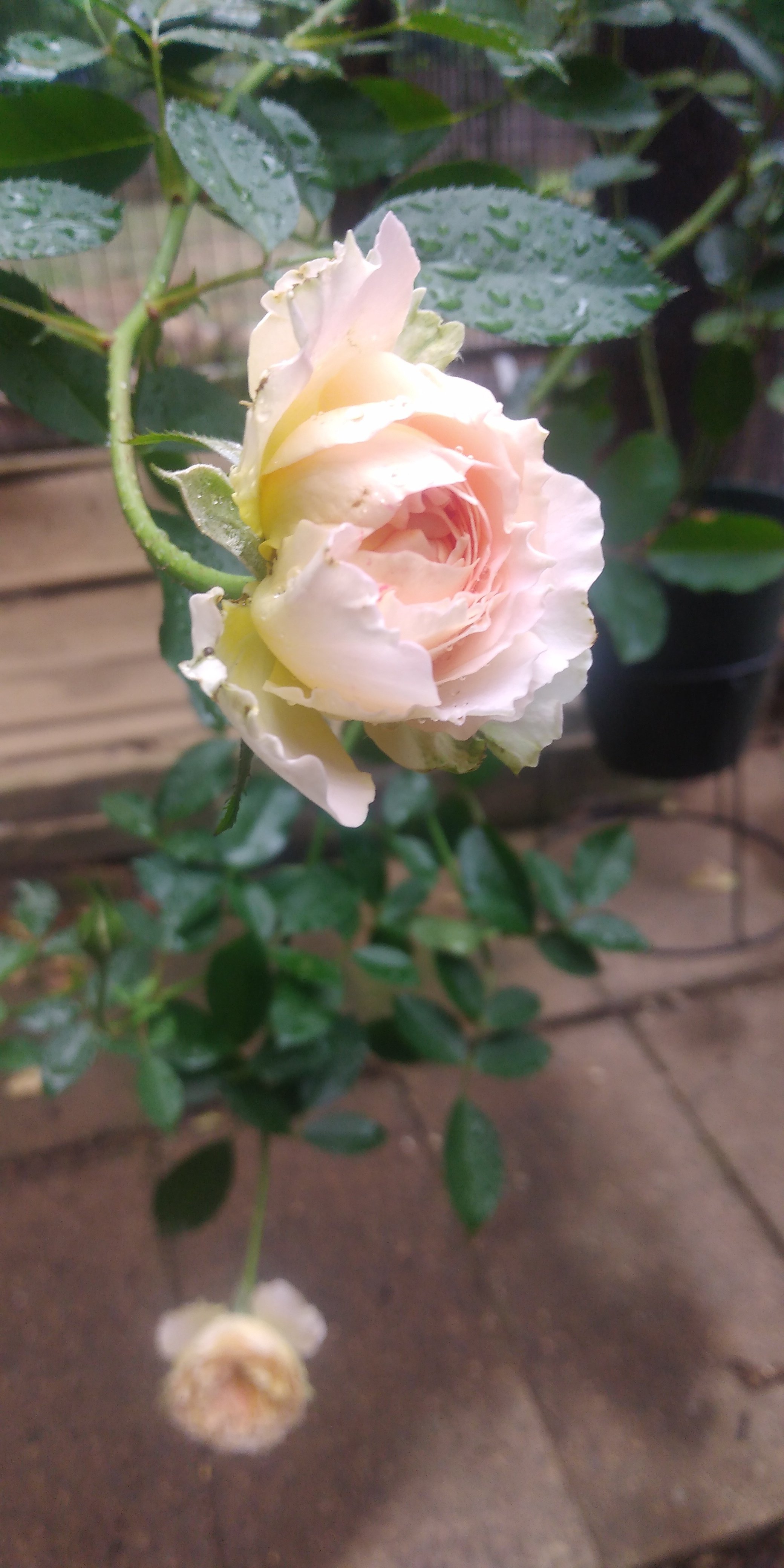 秋バラ part1｜fées