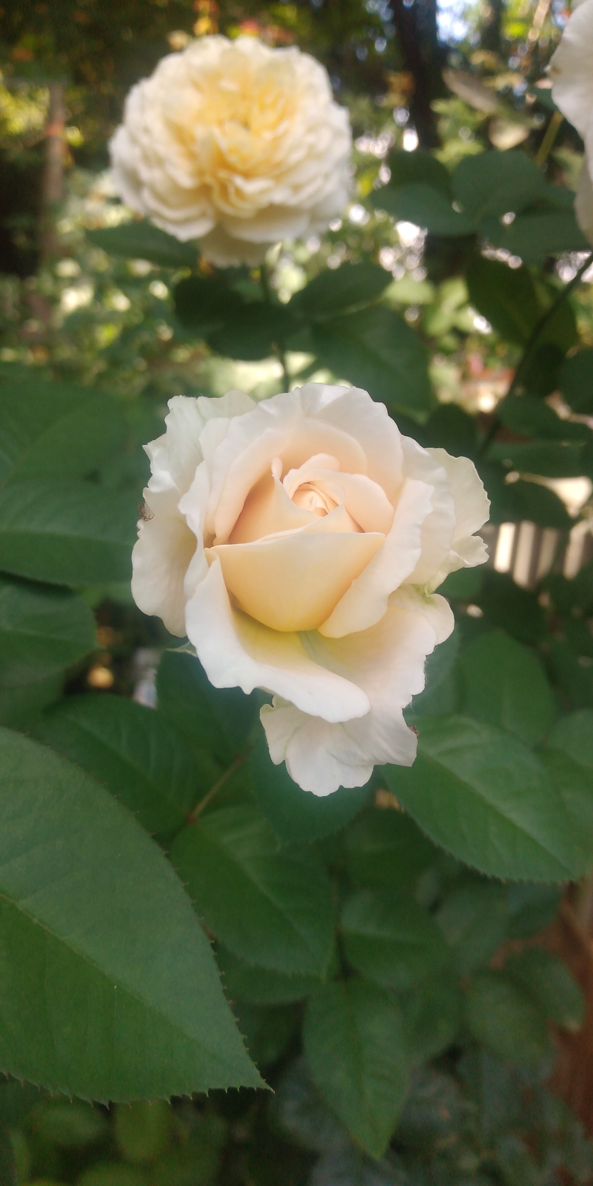 秋薔薇　ページ 秋薔薇 ページ 秋バラ Autumn Roses［4K］2023年11月24日/November 24