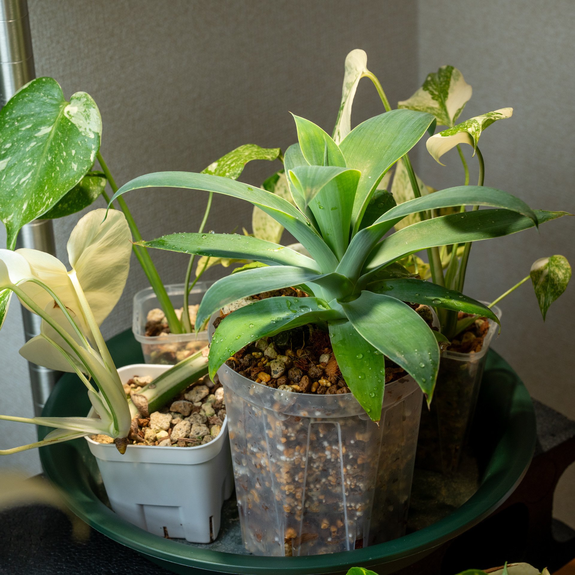 アガベ・アテナータ・ボーチンブルーの成長記録｜燃えるゴミ