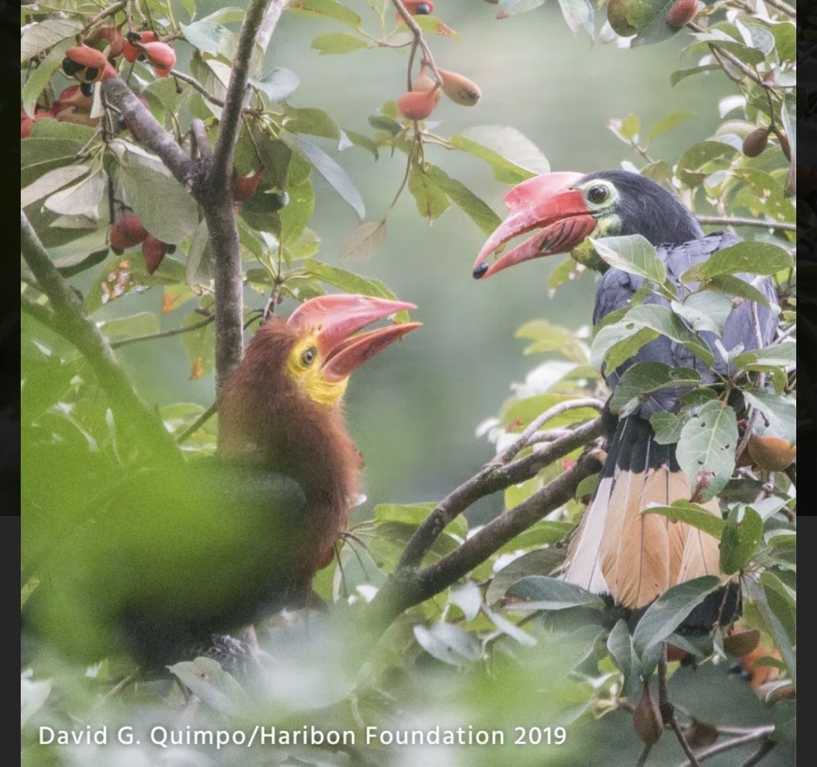 シンガポールに眠るサイチョウの物語｜Ringo-Singapore