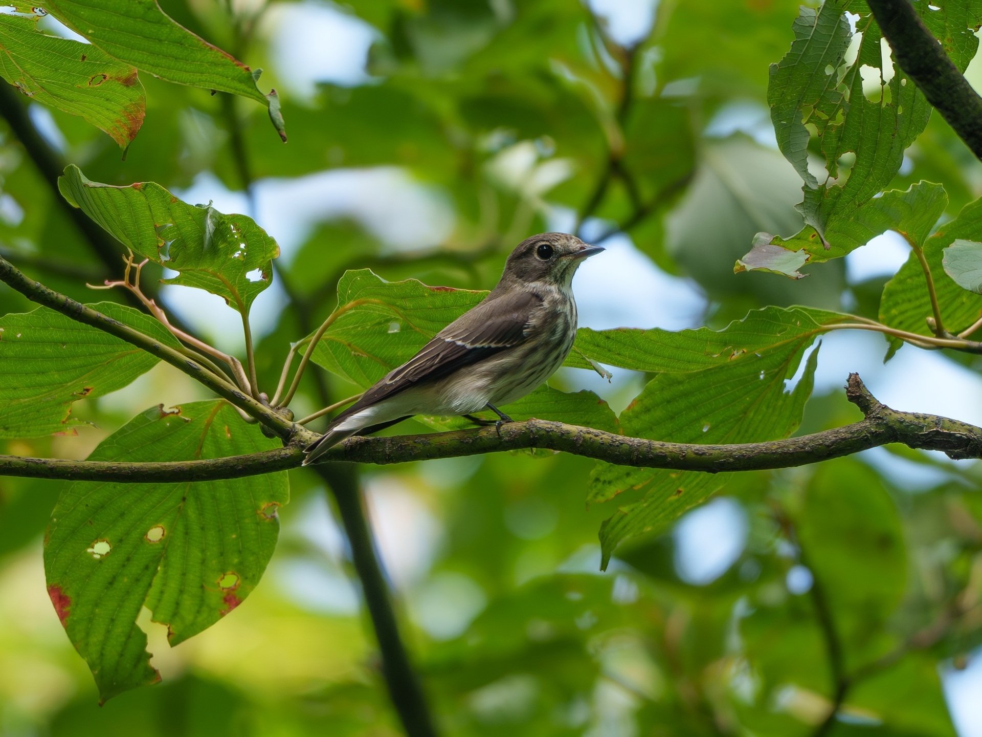 野鳥撮影 2025-10-05｜石敲そに