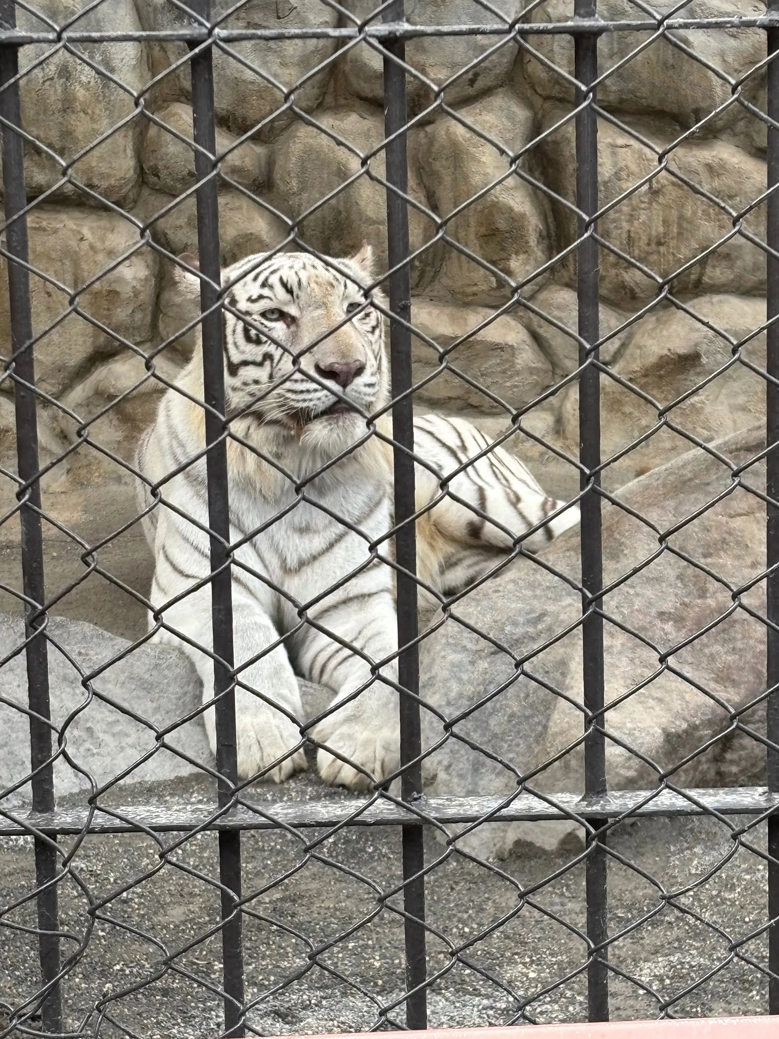25/10/05 ZOO｜ヤスミツ