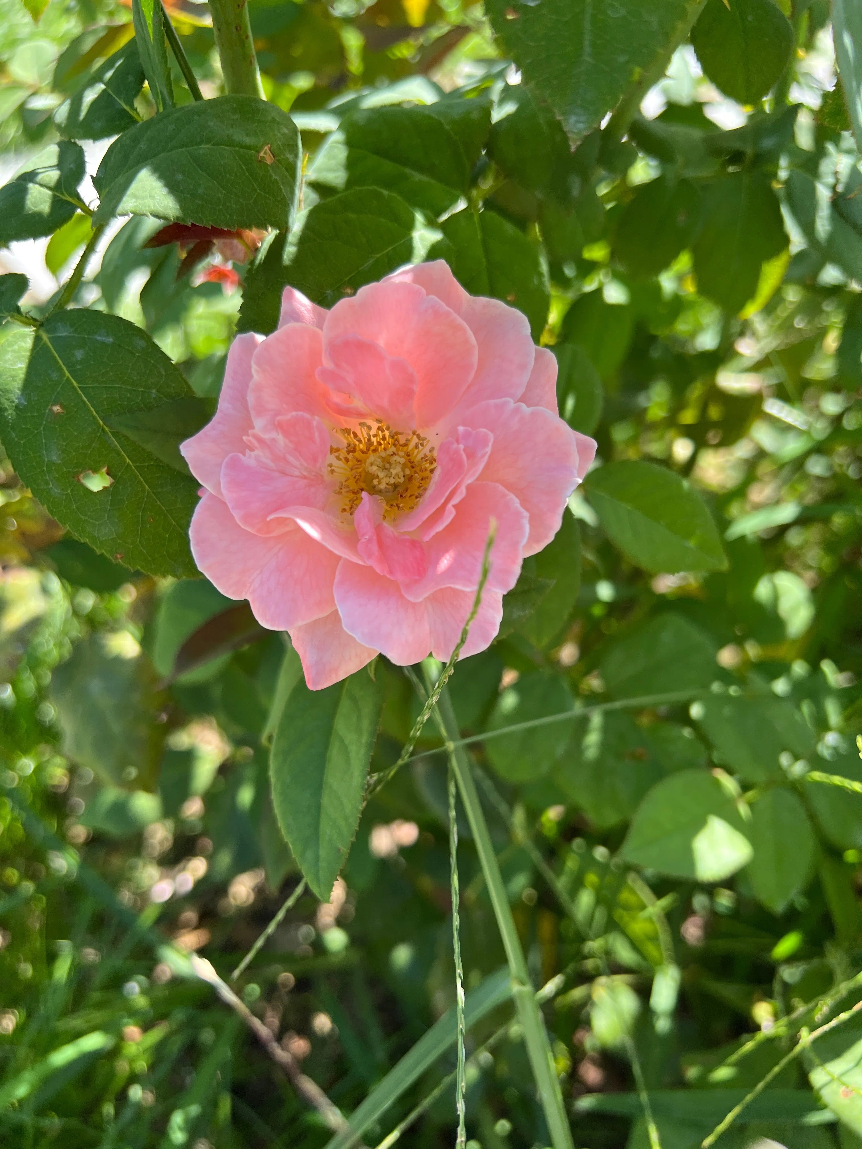 🇺🇸 マ・パーキンス（Ma Perkins）🌹中之島バラ園｜ぱぽにゃん🌹🌳