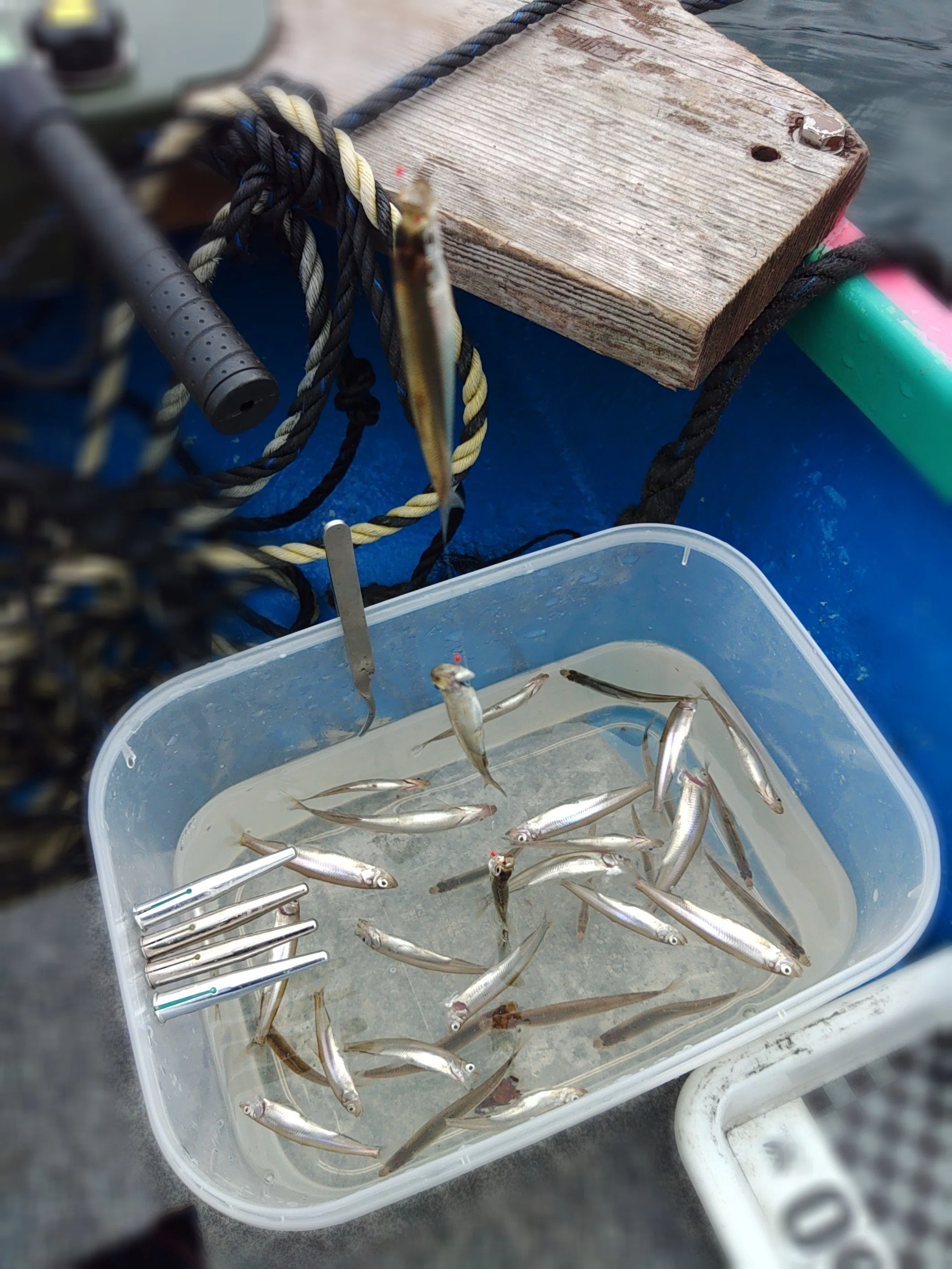 100th anniversary fishing in LAKE ASHI｜stumpmaster