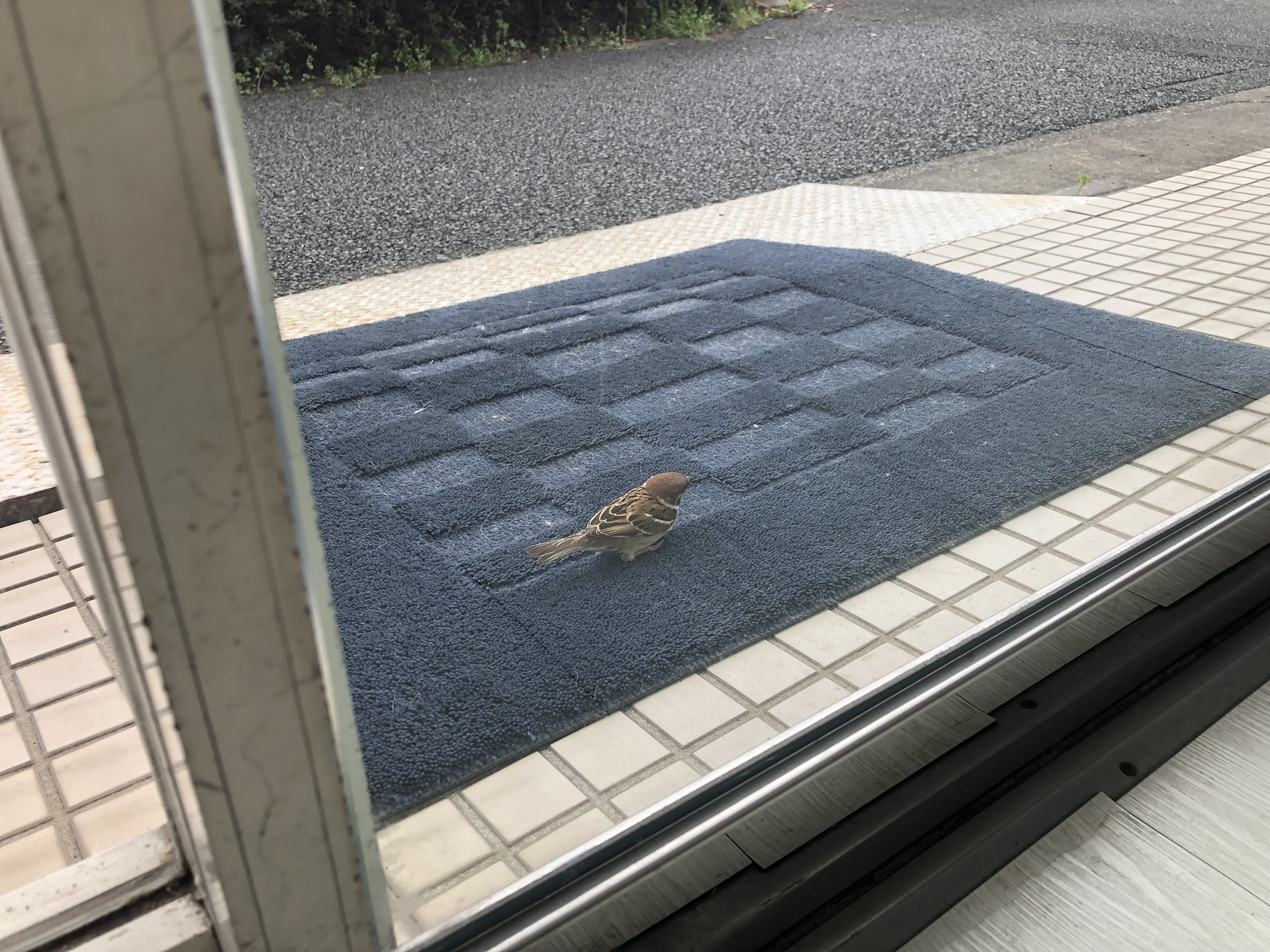 スズメがガラスに「ゴンッ！」してきた朝の話｜studio summit