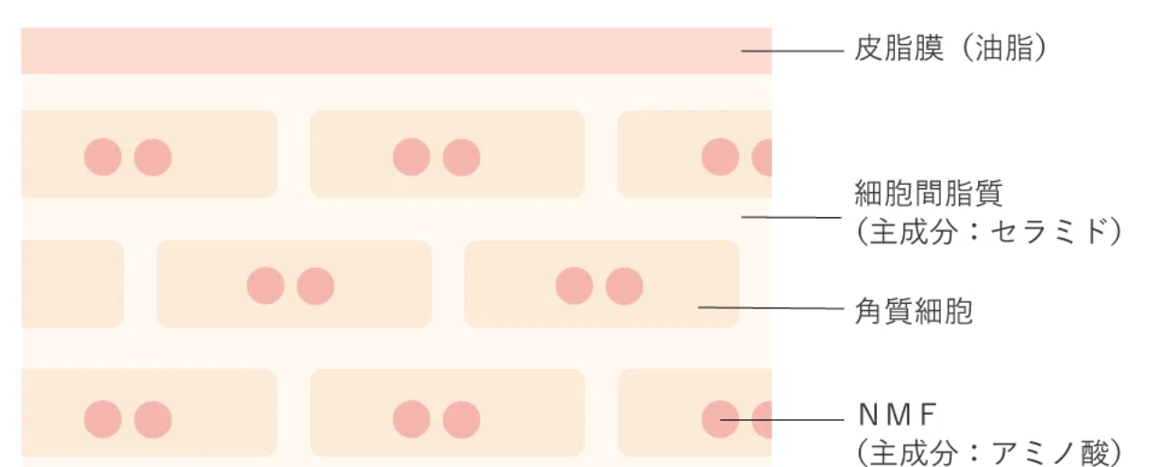 🧬 [Learning Skincare from Scratch Part 1] Understanding How Skin Works ...
