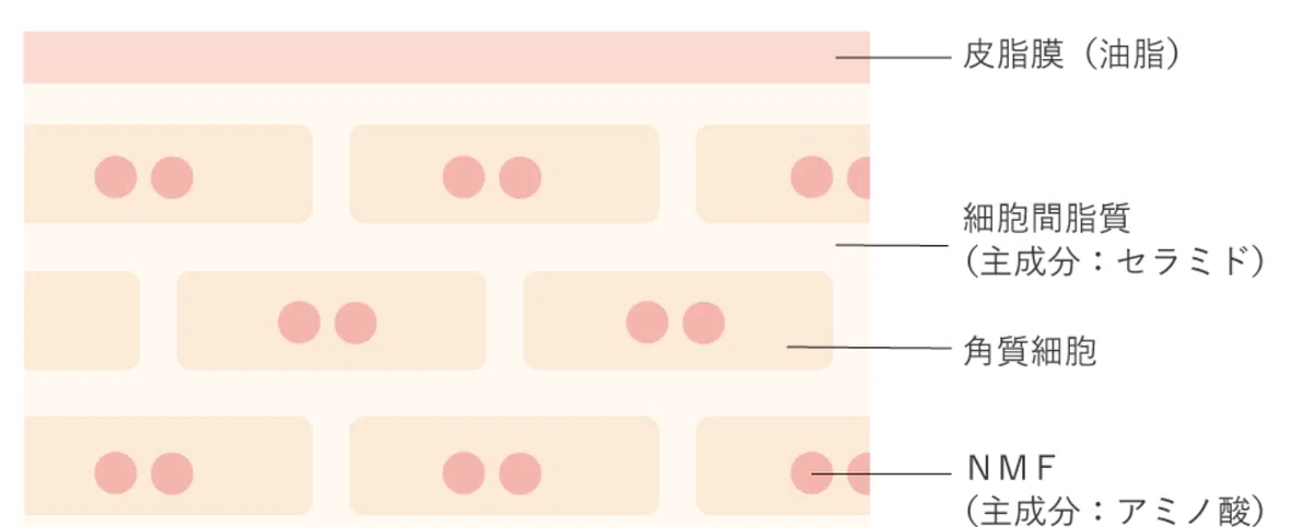 🧬 [Learning Skincare from Scratch Part 1] Understanding How Skin Works ...