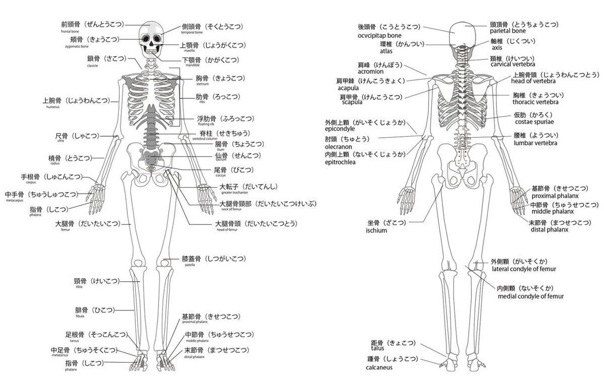 メディカルエステ資格取得!骨のことを学び施術に効果を発揮します!|一般社団法人メディカルエステ協会