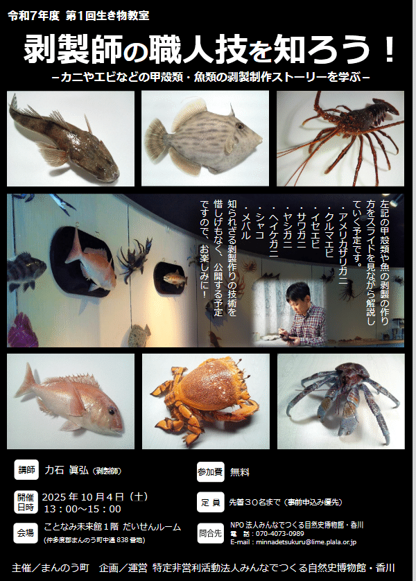 ウチワフグの剥製 剥製講習会｜魚道部！/ 剥製師 力石眞弘 (ﾁｶﾗｲｼ ﾏｻﾋﾛ)