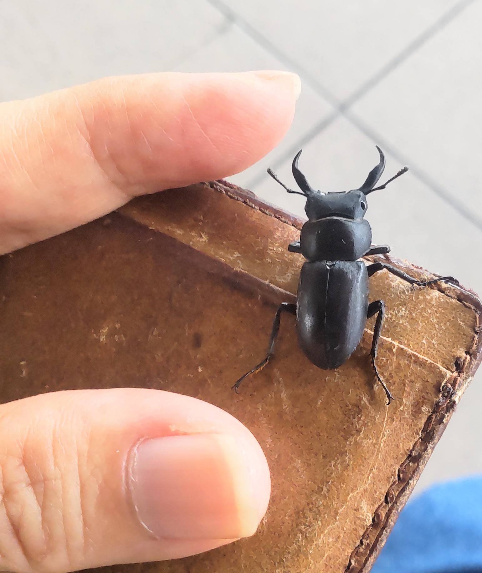 駅に落ちてたコクワガタ｜Pb