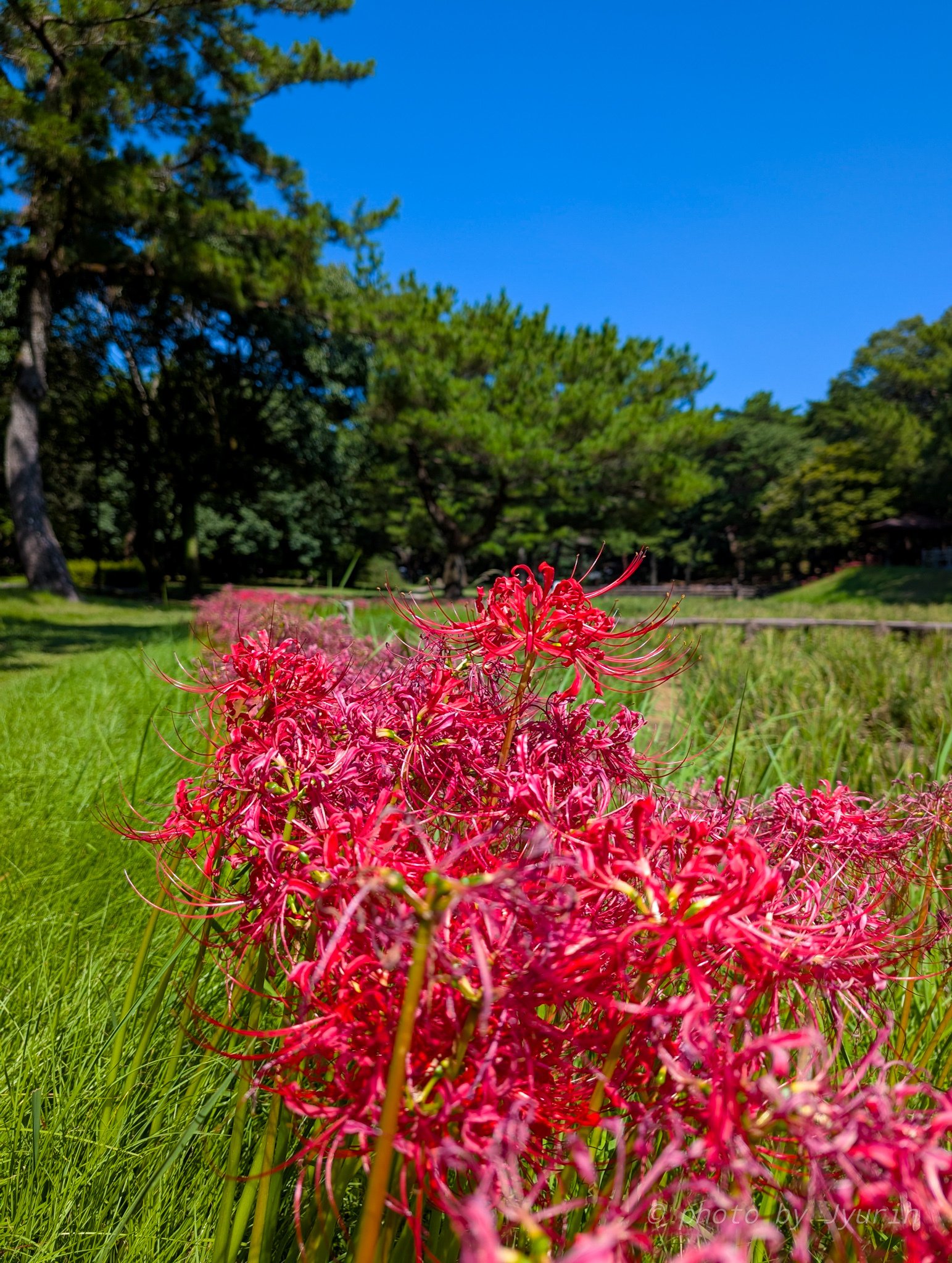 彼岸花を撮るのは難しい…＠宮崎市阿波岐原森林公園 市民の森｜Google