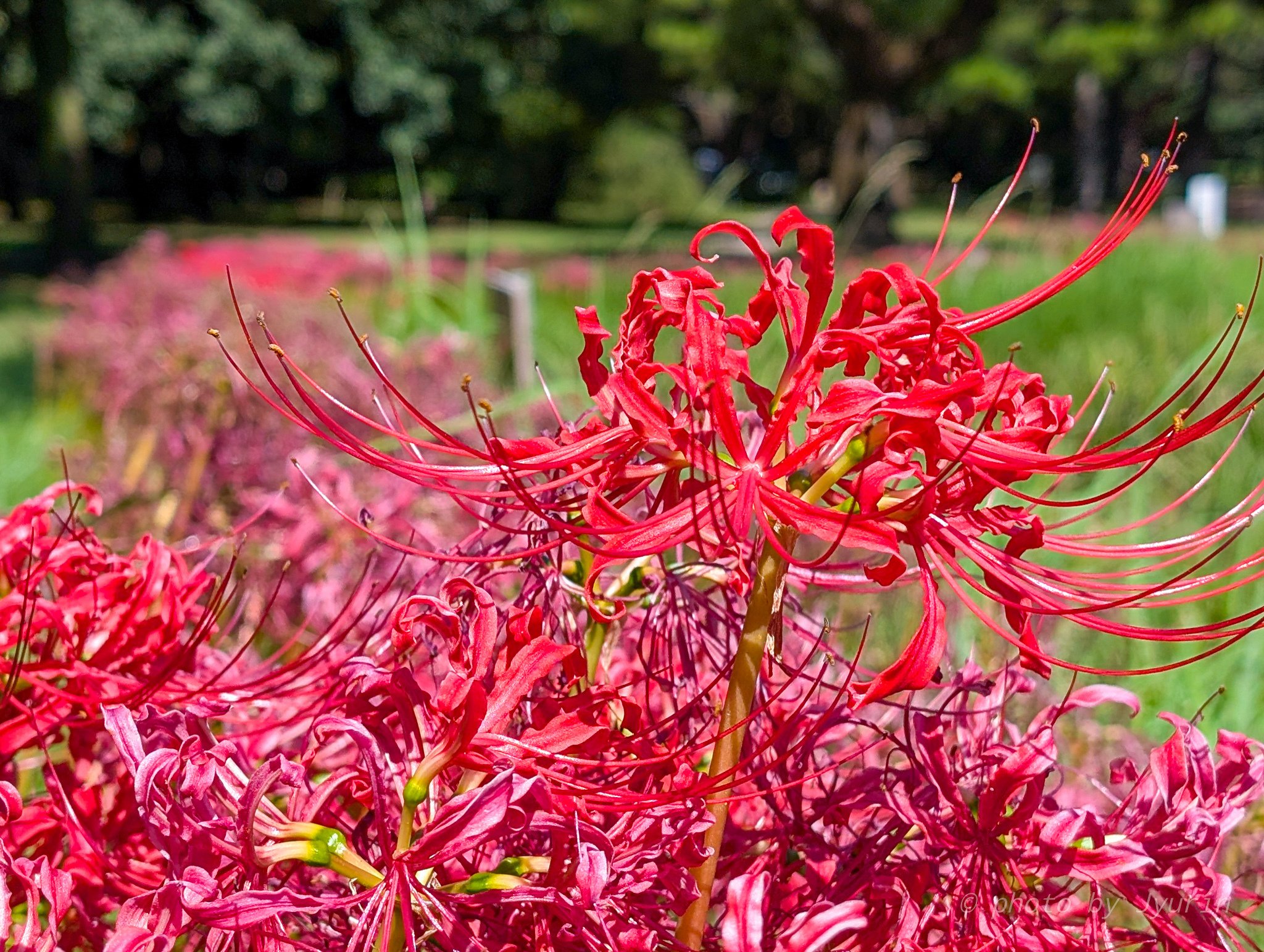 彼岸花 彼岸花を撮るのは難しい…＠宮崎市阿波岐原森林公園 市民の森｜Google