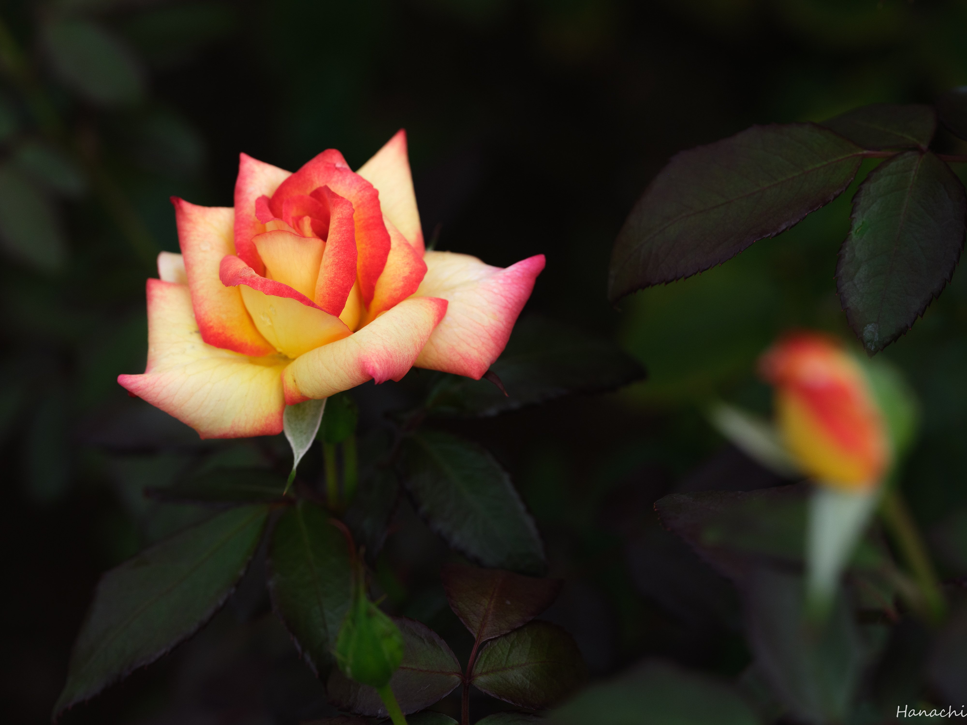 一足早めの秋薔薇｜はなち みつき