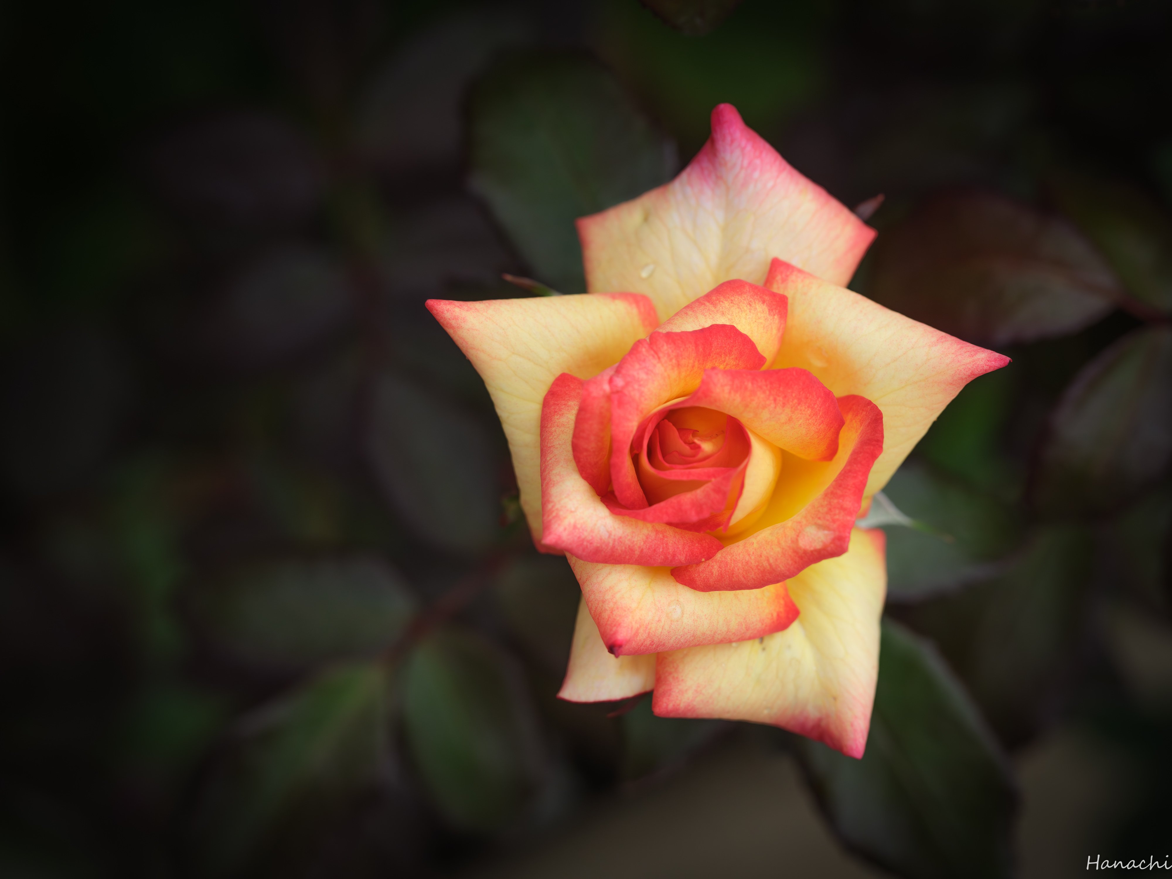 一足早めの秋薔薇｜はなち みつき