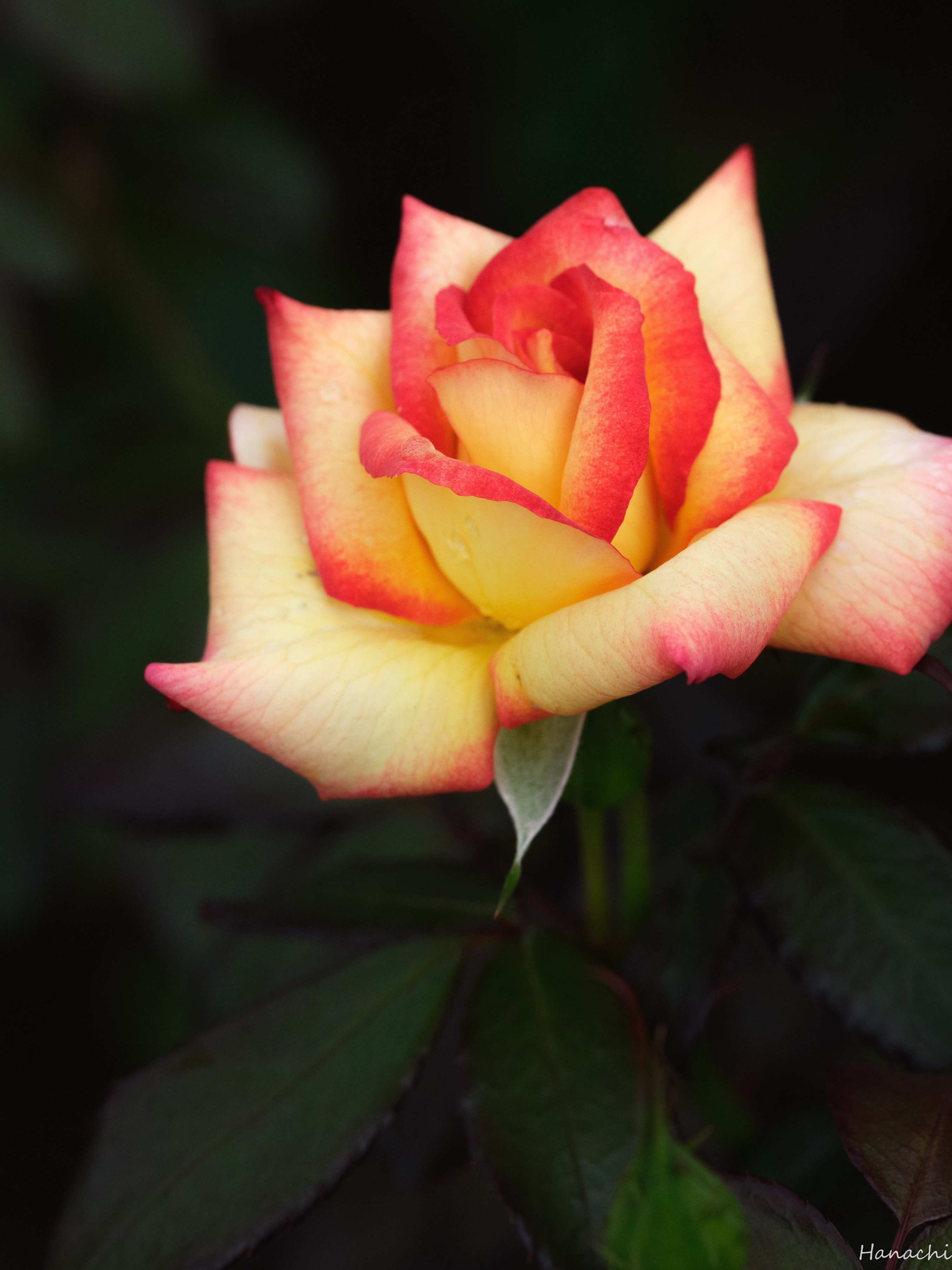 一足早めの秋薔薇｜はなち みつき