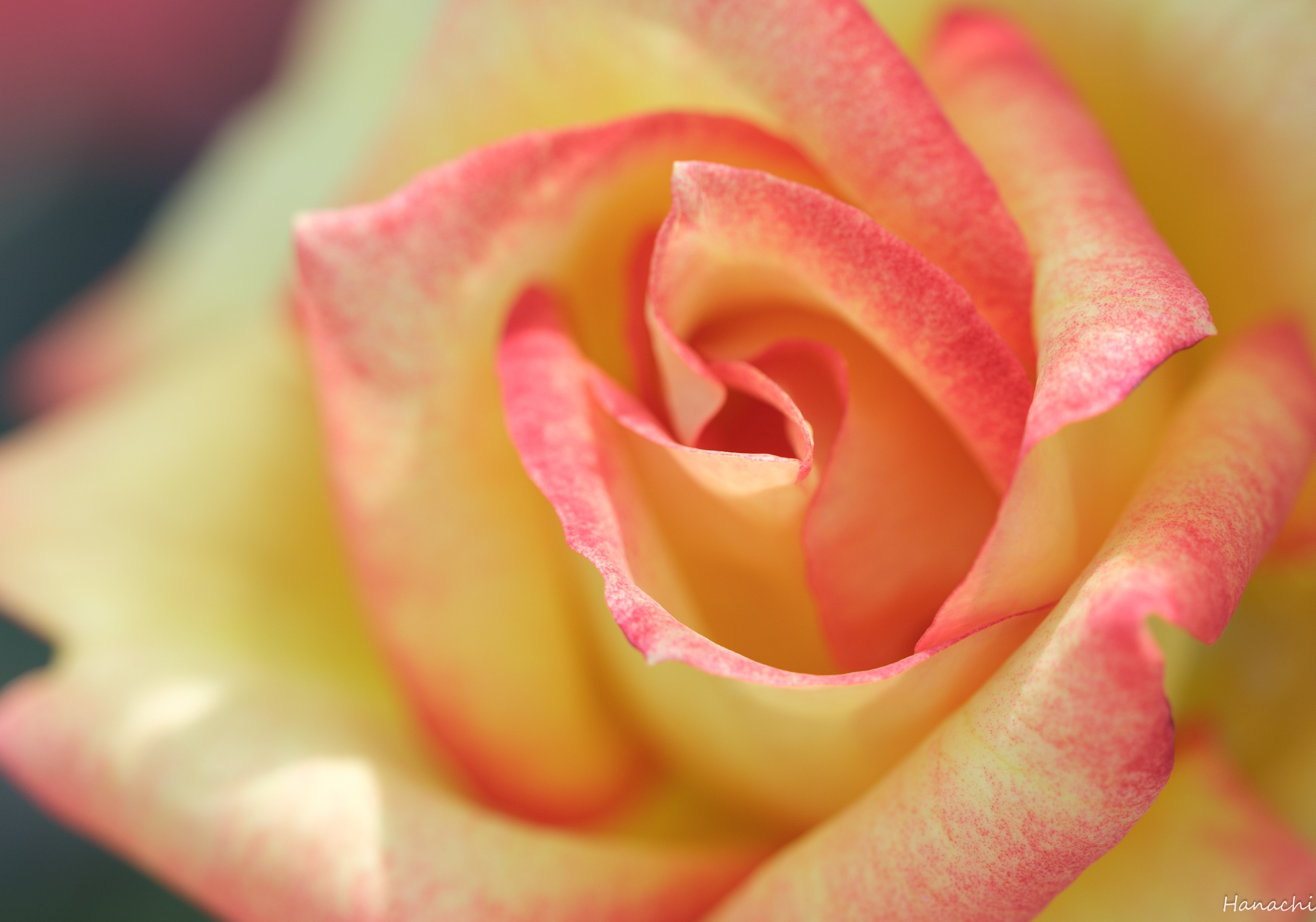 秋薔薇　ページ sddefault.jpg