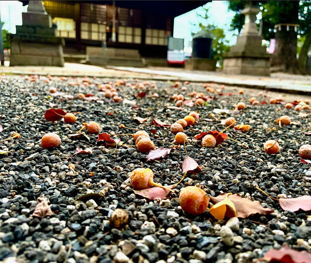 [Experience] Not just looking up, the season is also falling at our ...