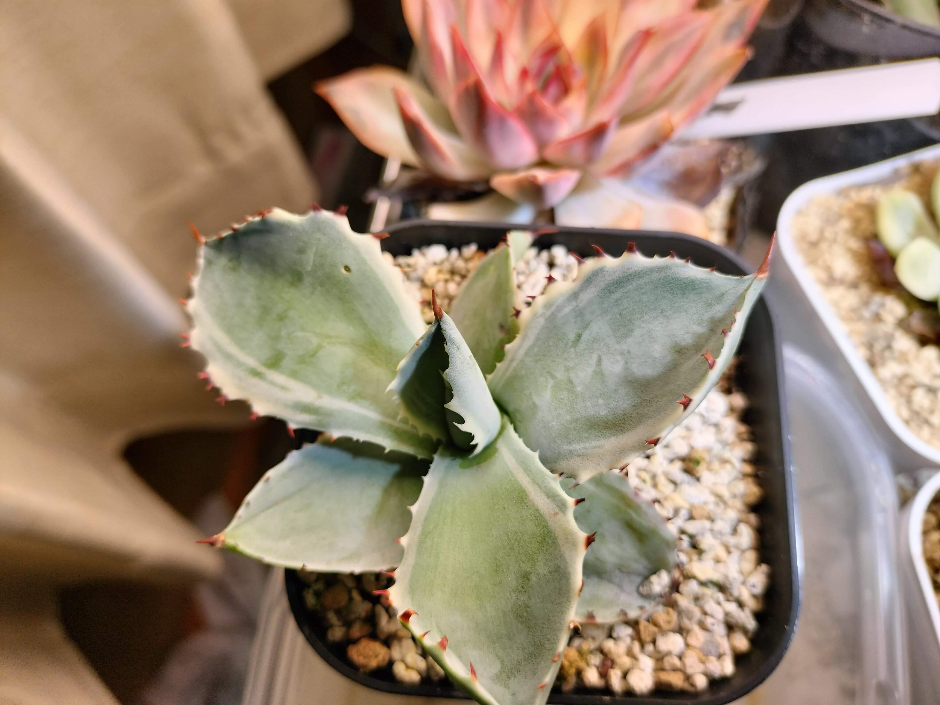 初心者向けのアガベ王妃兜蟹錦の育て方｜バニオレ植物LABO