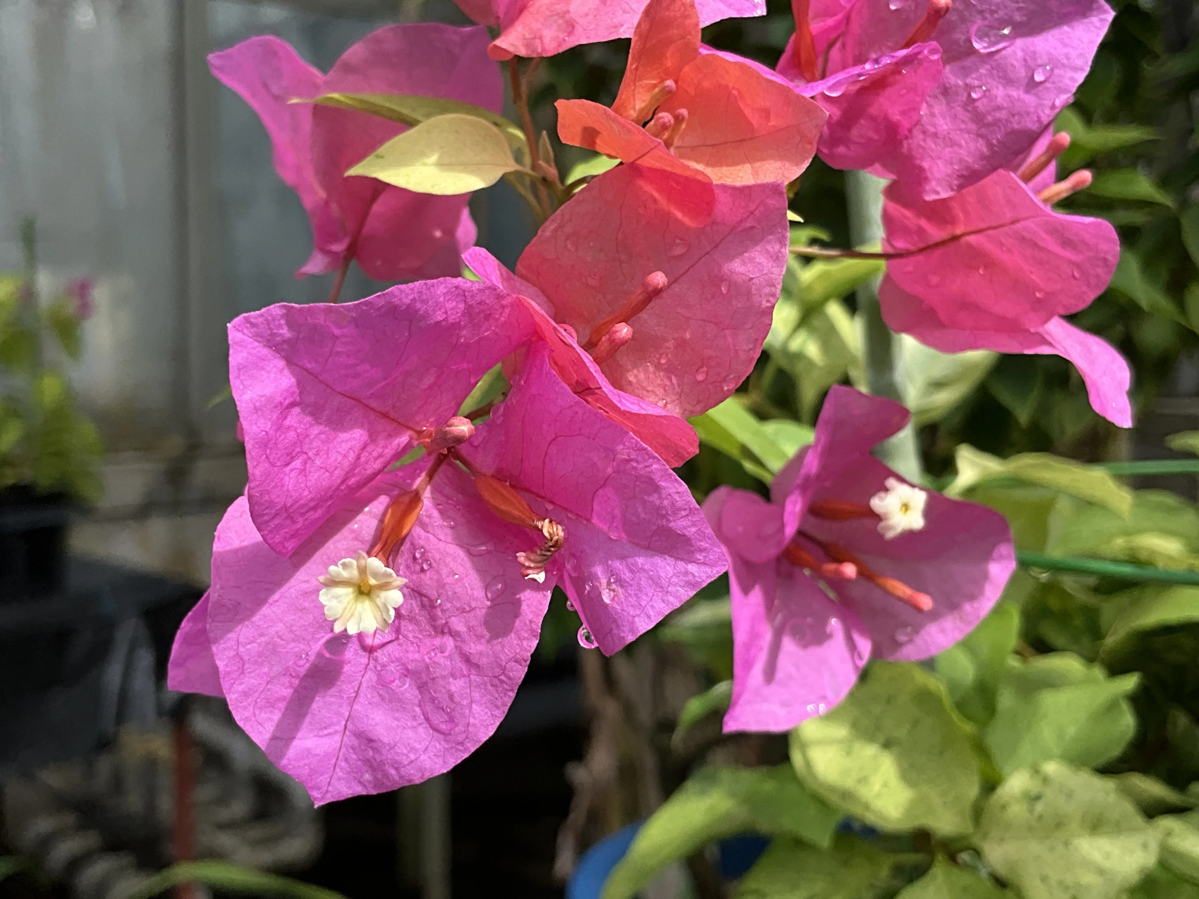 ブーゲンビレア（京都府立植物園）：2025年12月2日（火）｜藤井秀昭