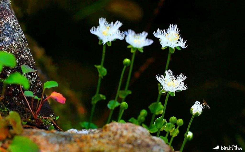 超短編・花シリーズ】シラヒゲソウ ～初恋の人～｜birdfilm