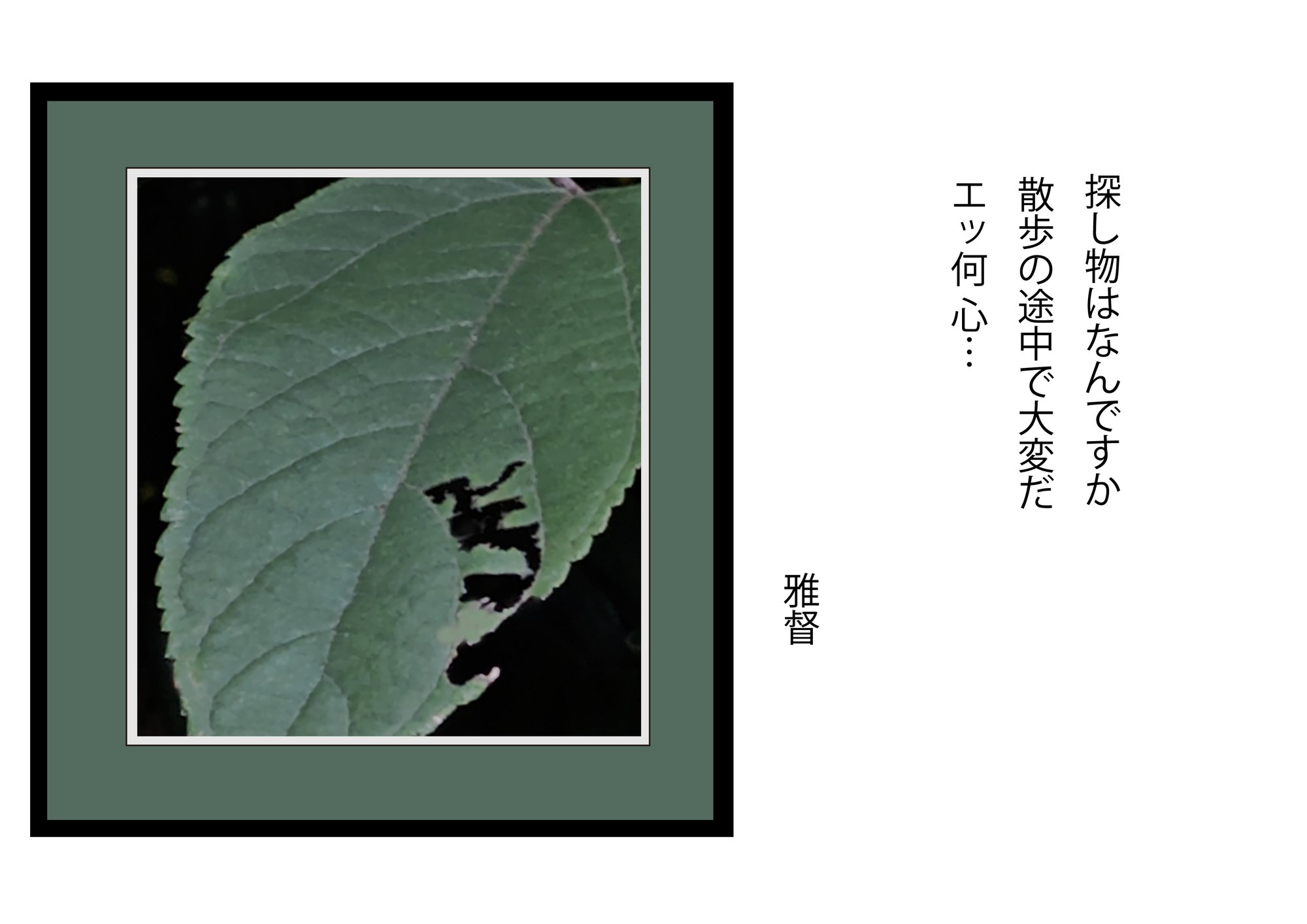 虫の描いた葉っぱ